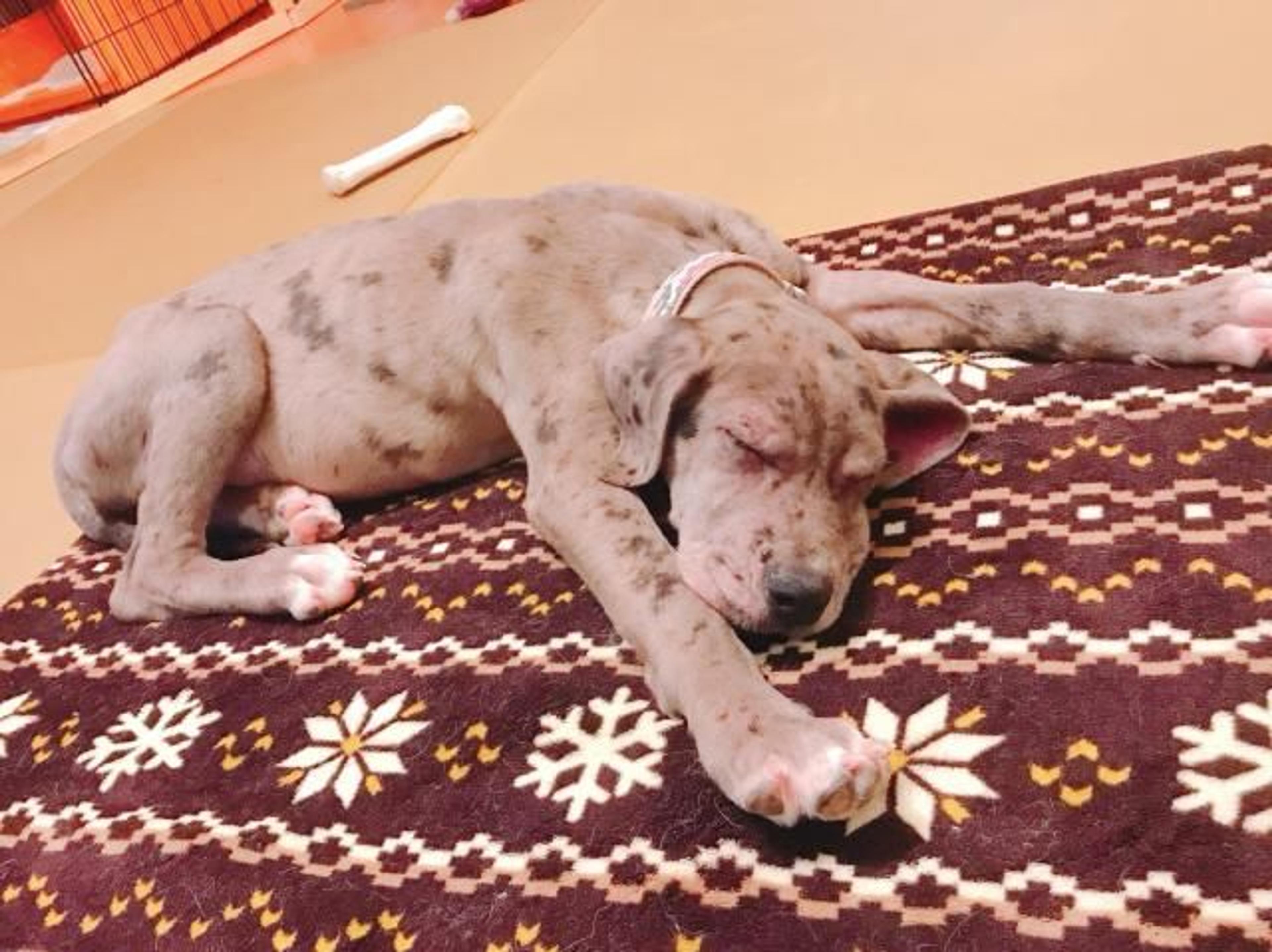 pet-image-3