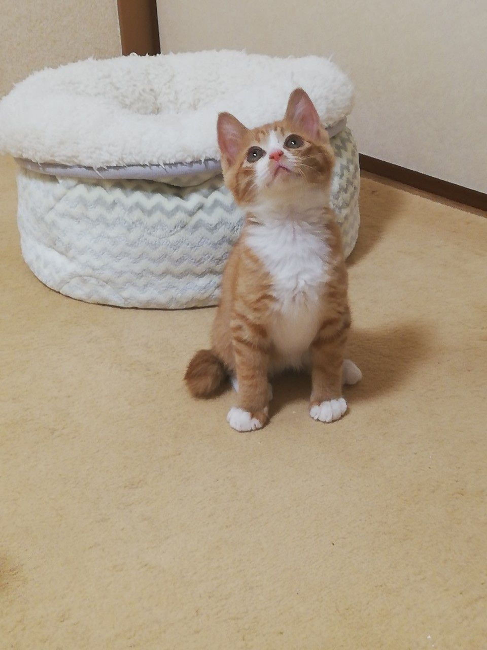 雑種（ミックス猫）・オスの里親募集の写真