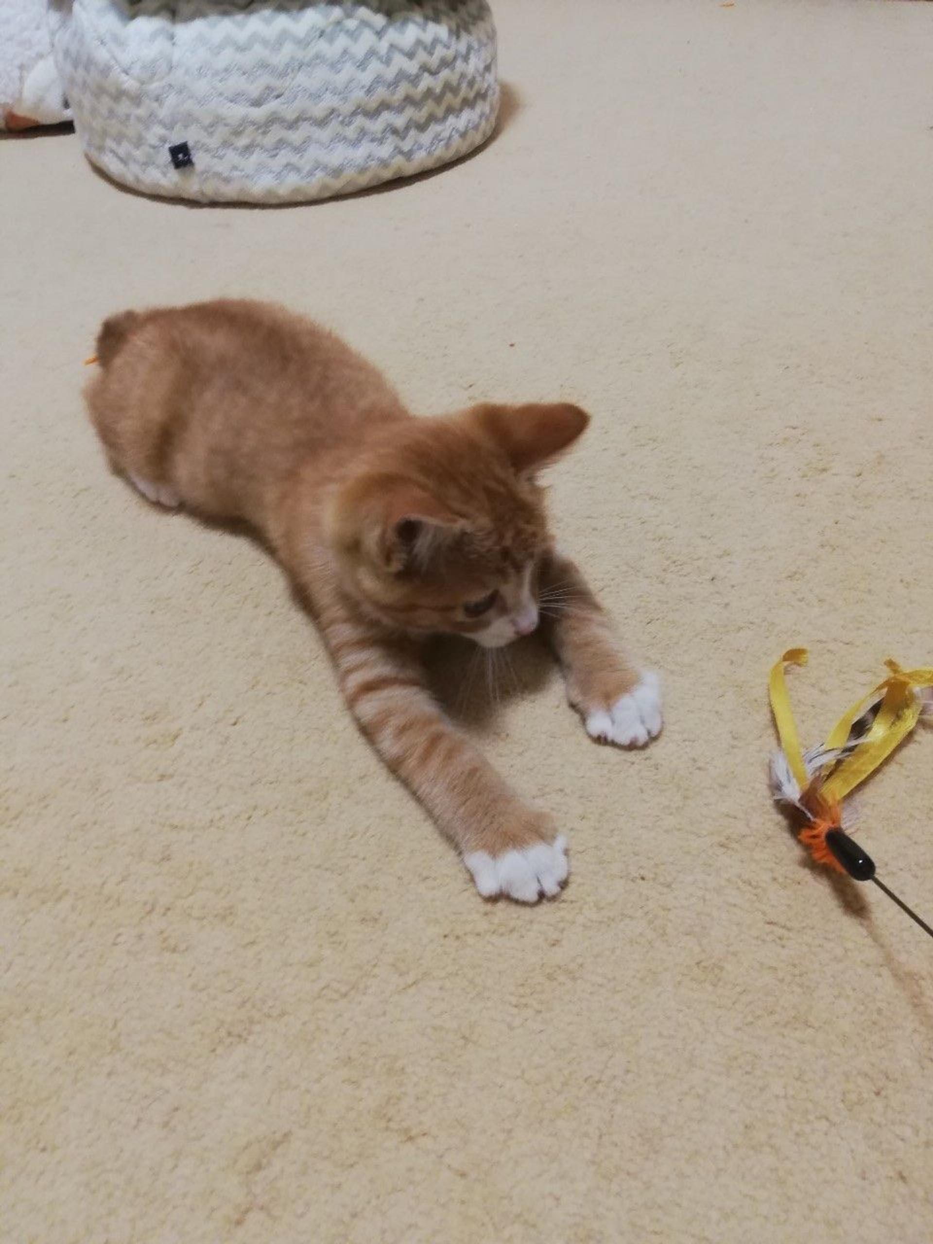 pet-image-3