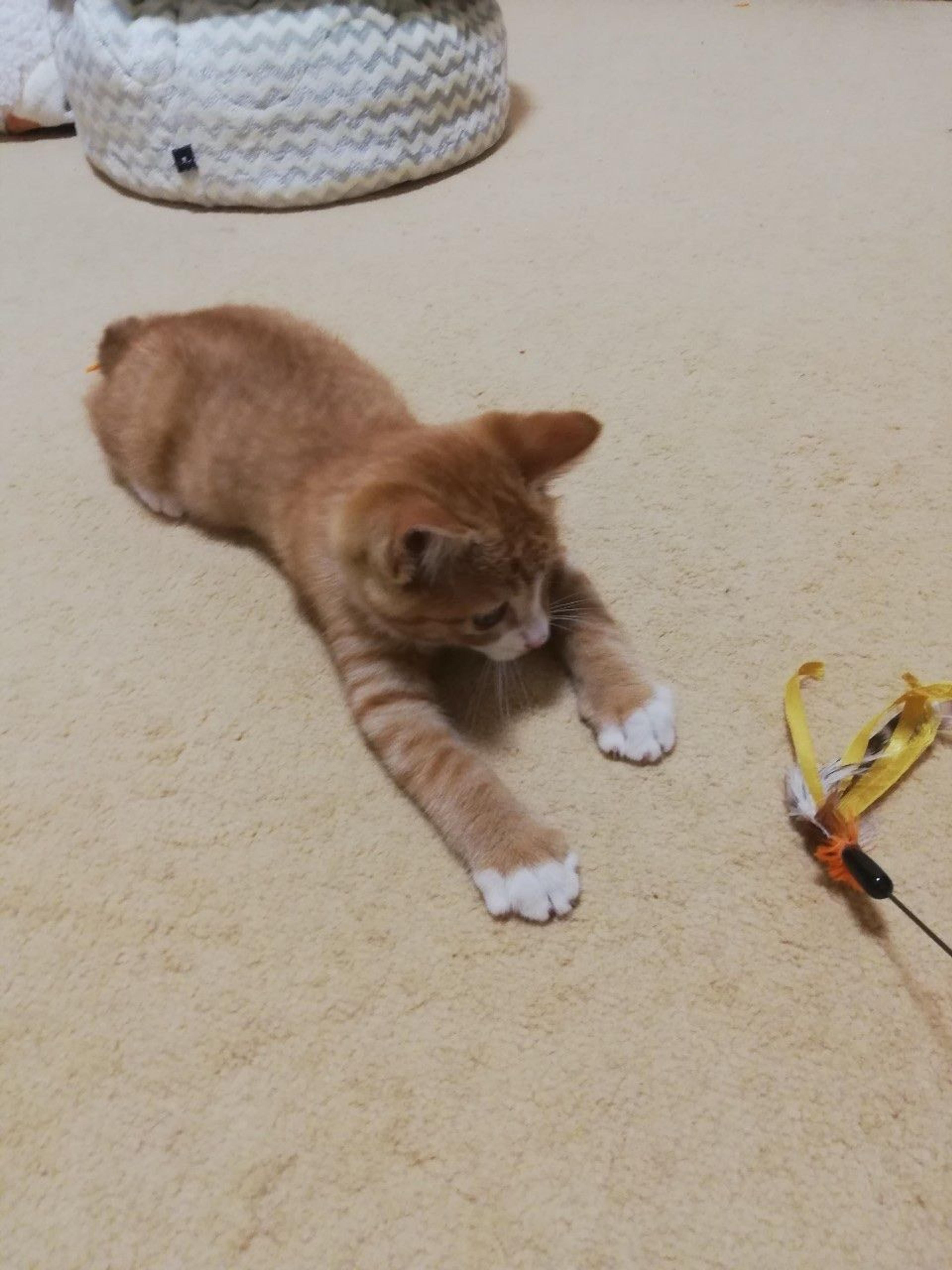 pet-image-3