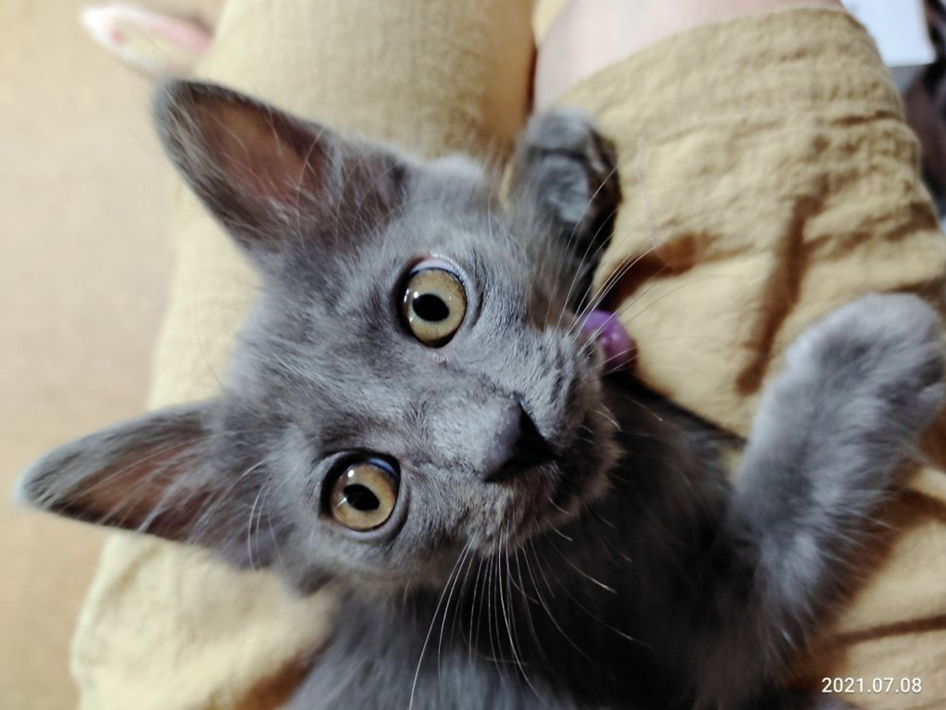 雑種（ミックス猫）・オスの里親募集の写真