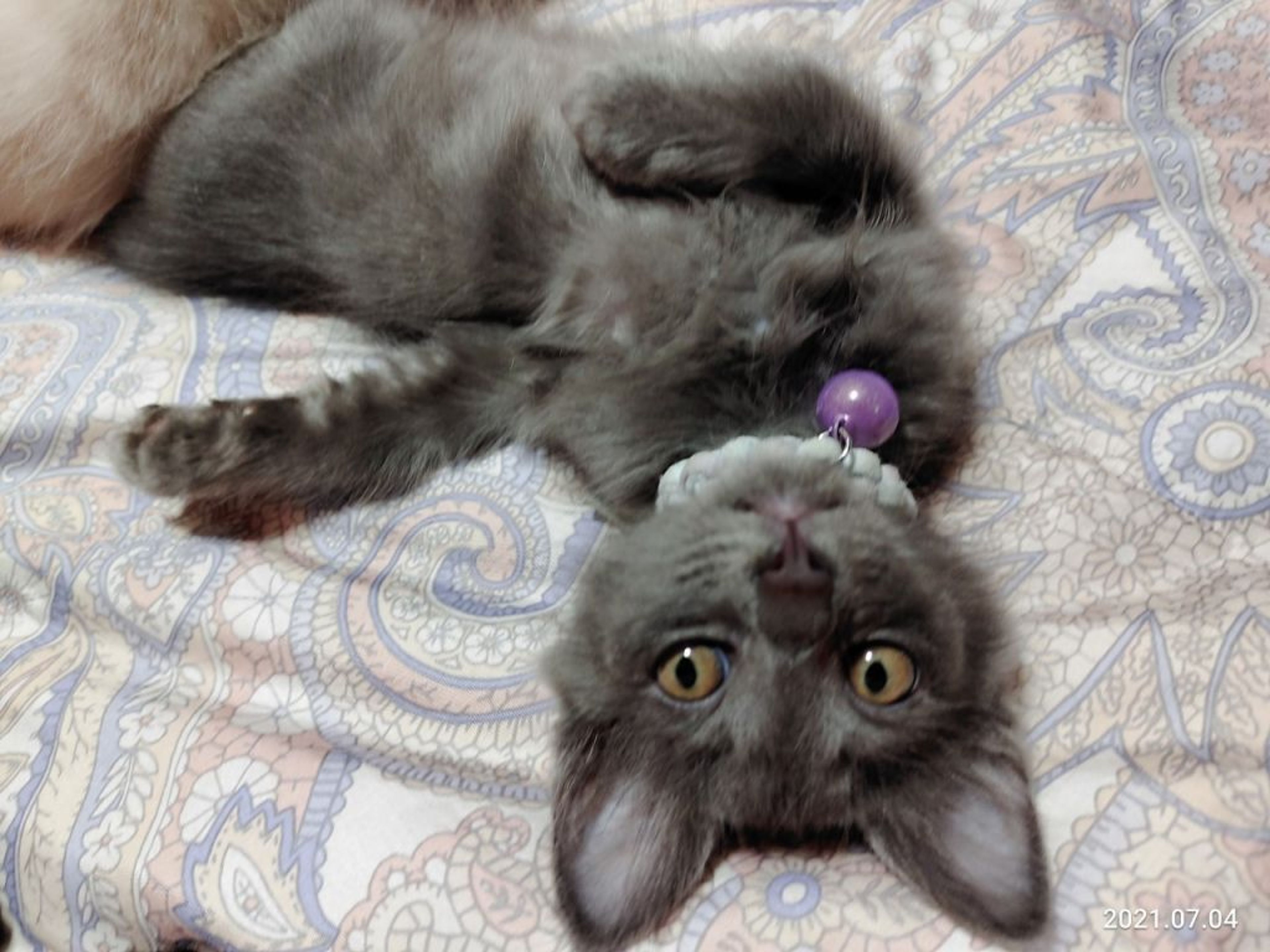 pet-image-2