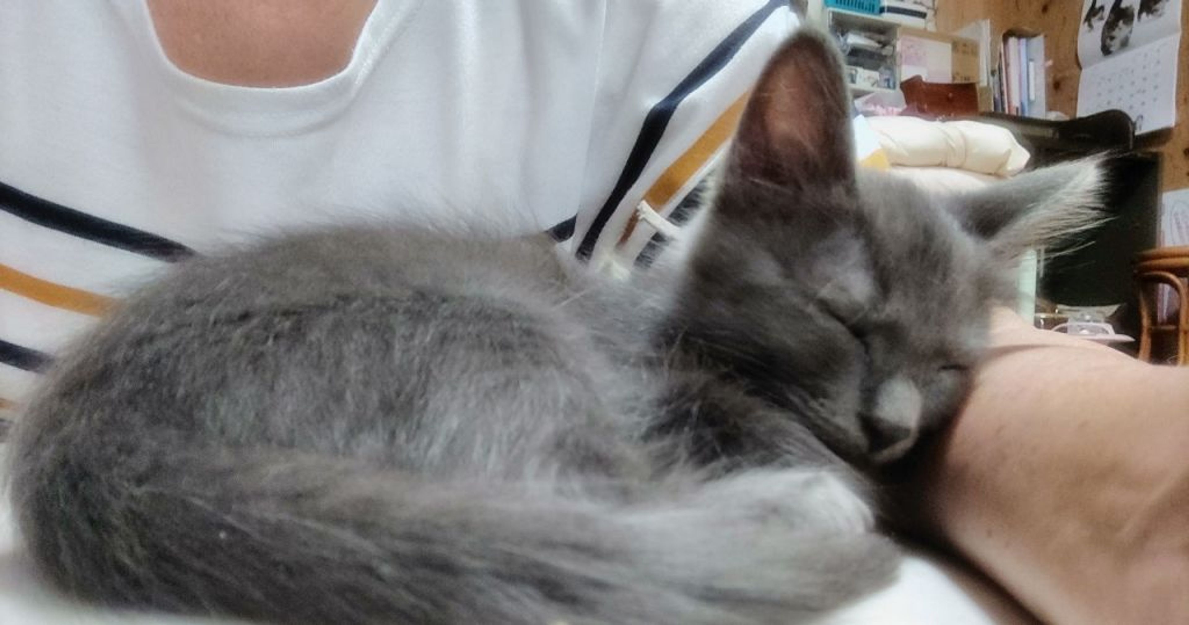 pet-image-3