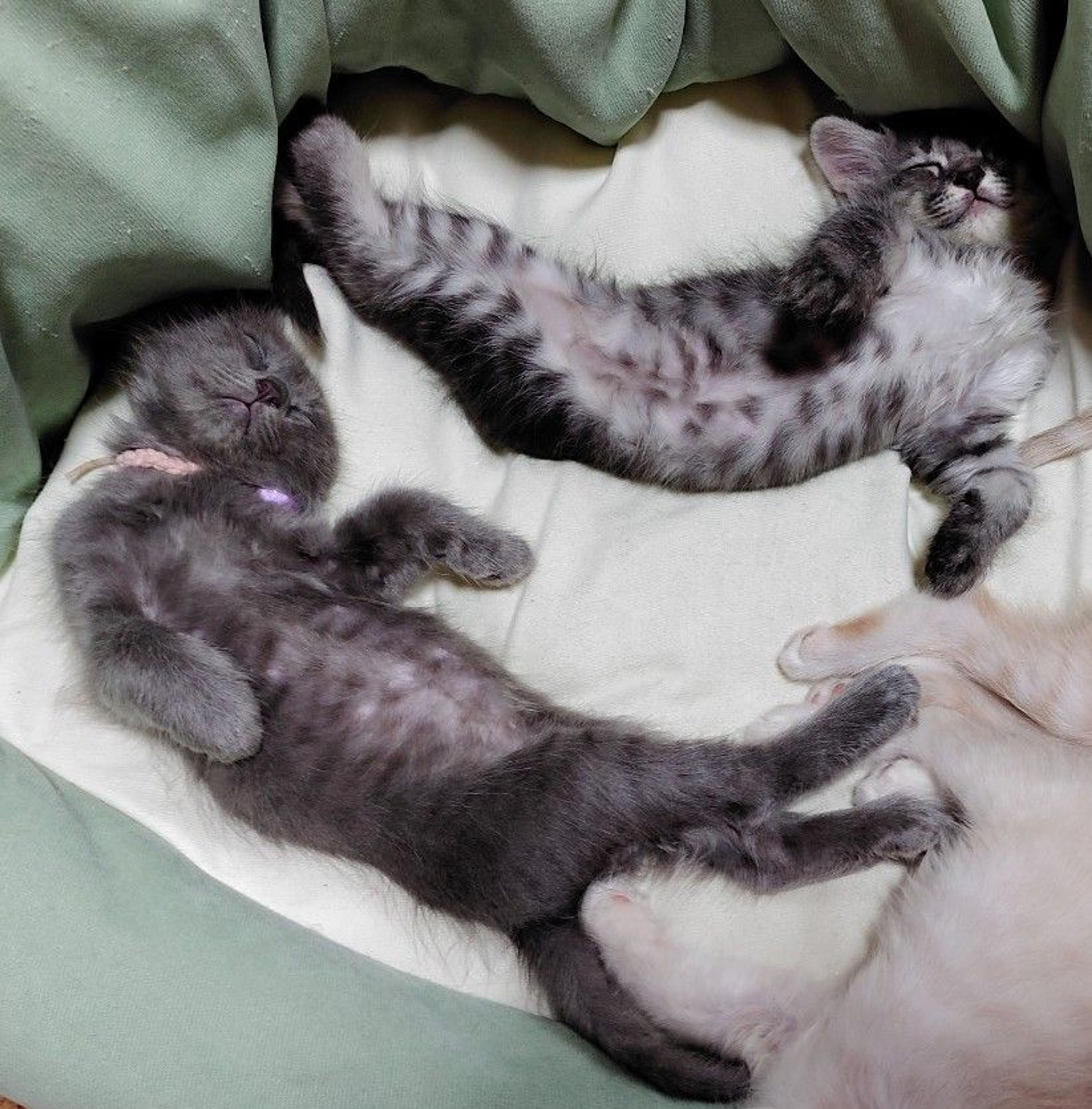 pet-image-4
