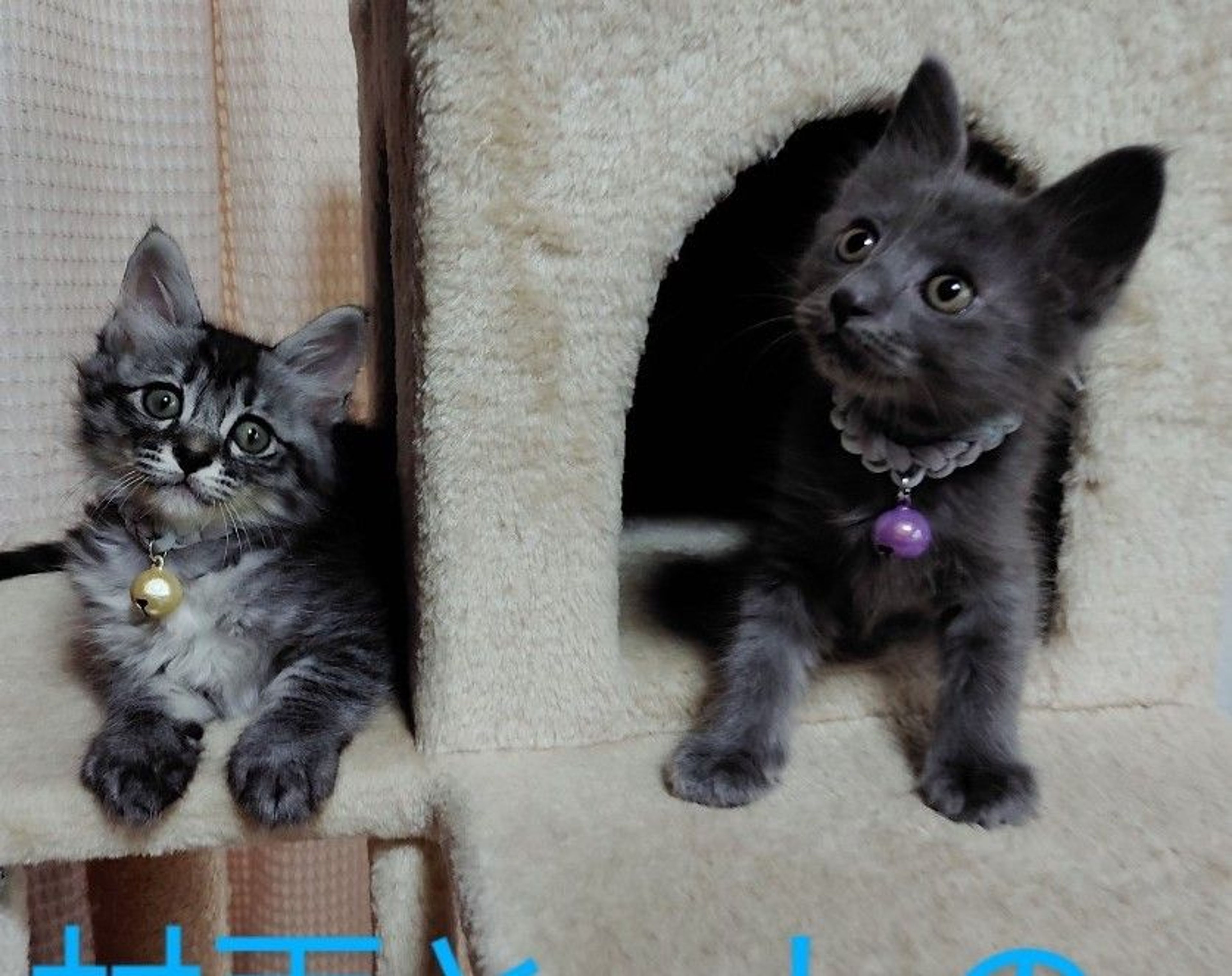 pet-image-5