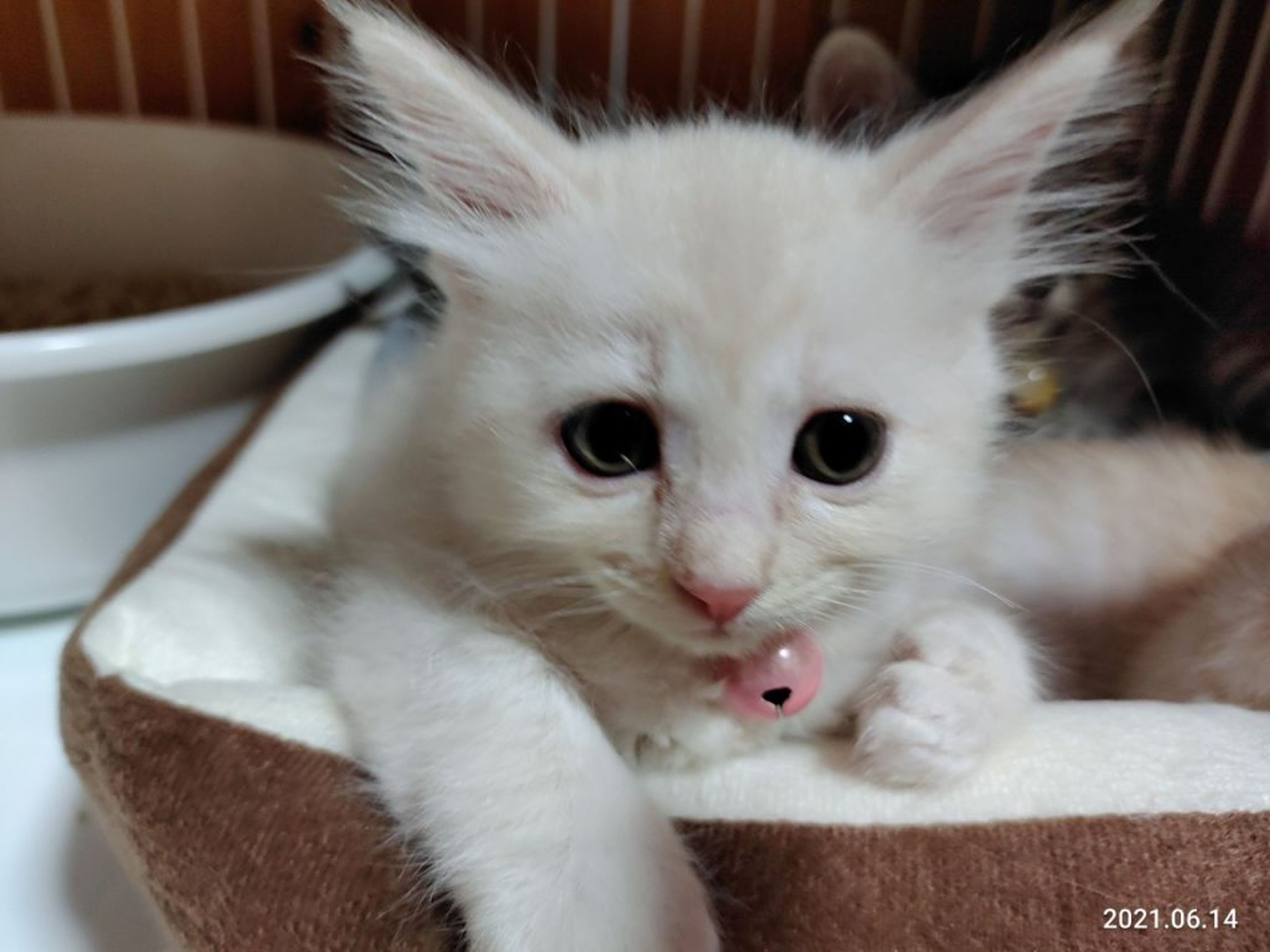 雑種（ミックス猫）・メスの里親募集の写真