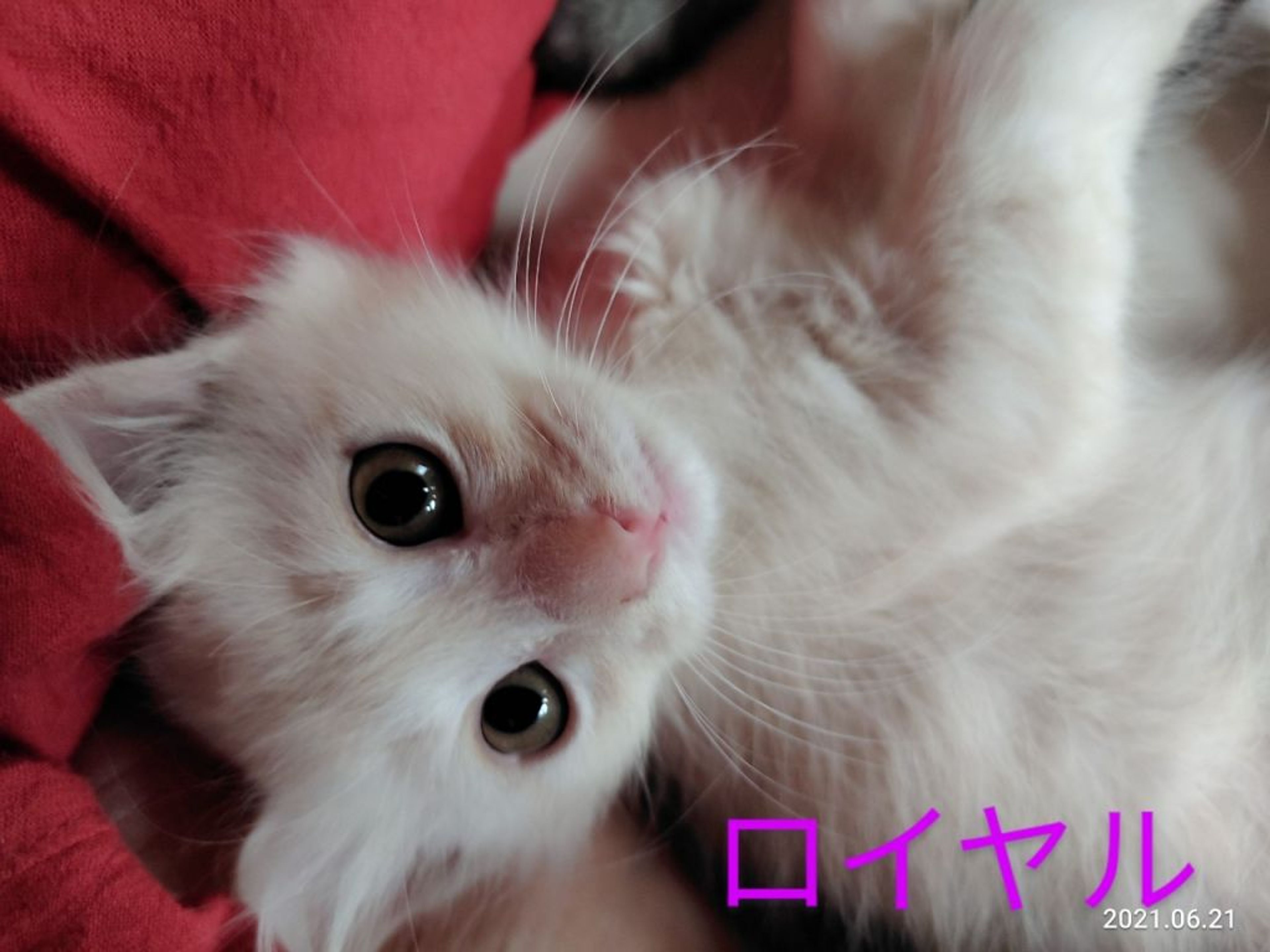 pet-image-3