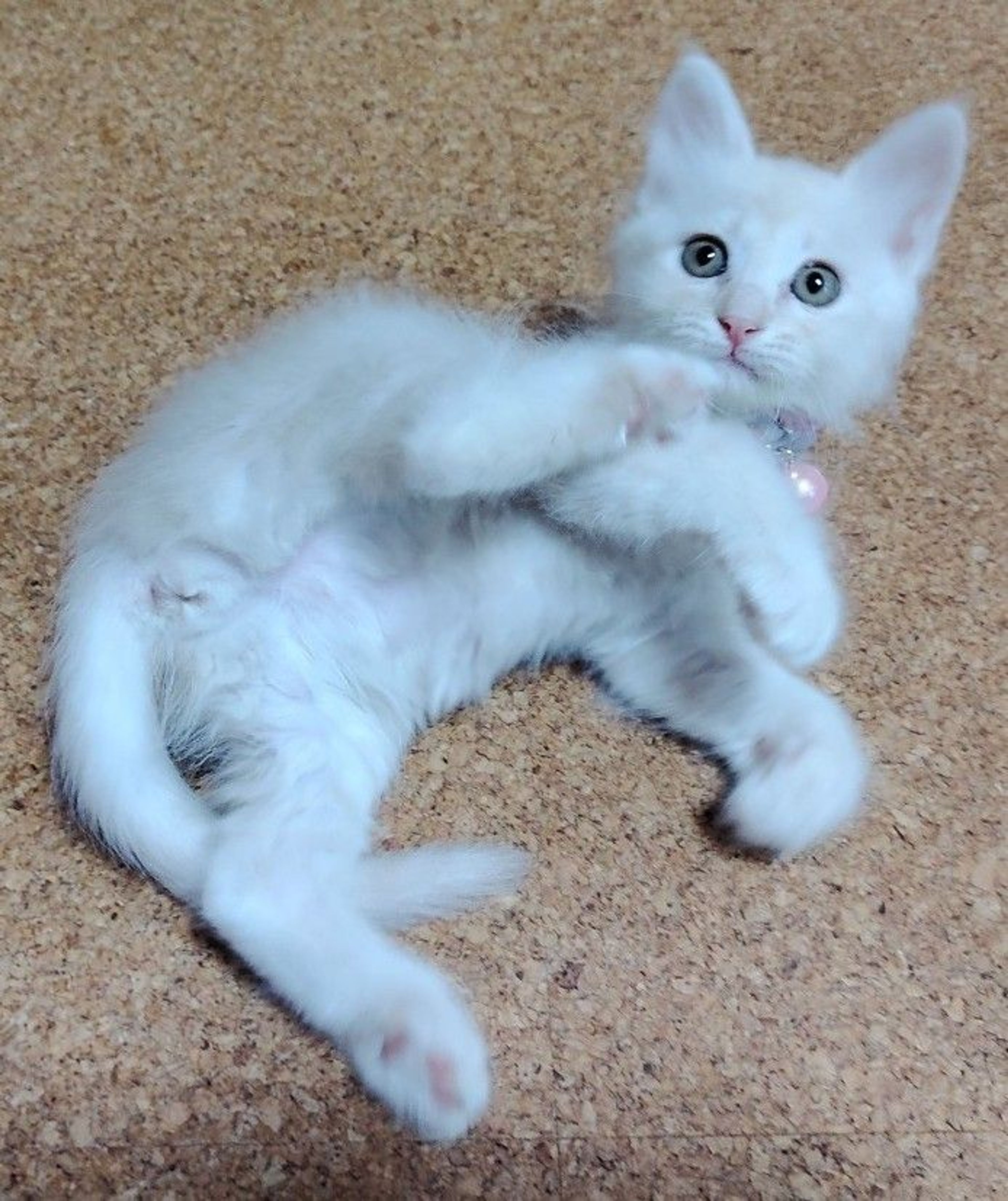 pet-image-4