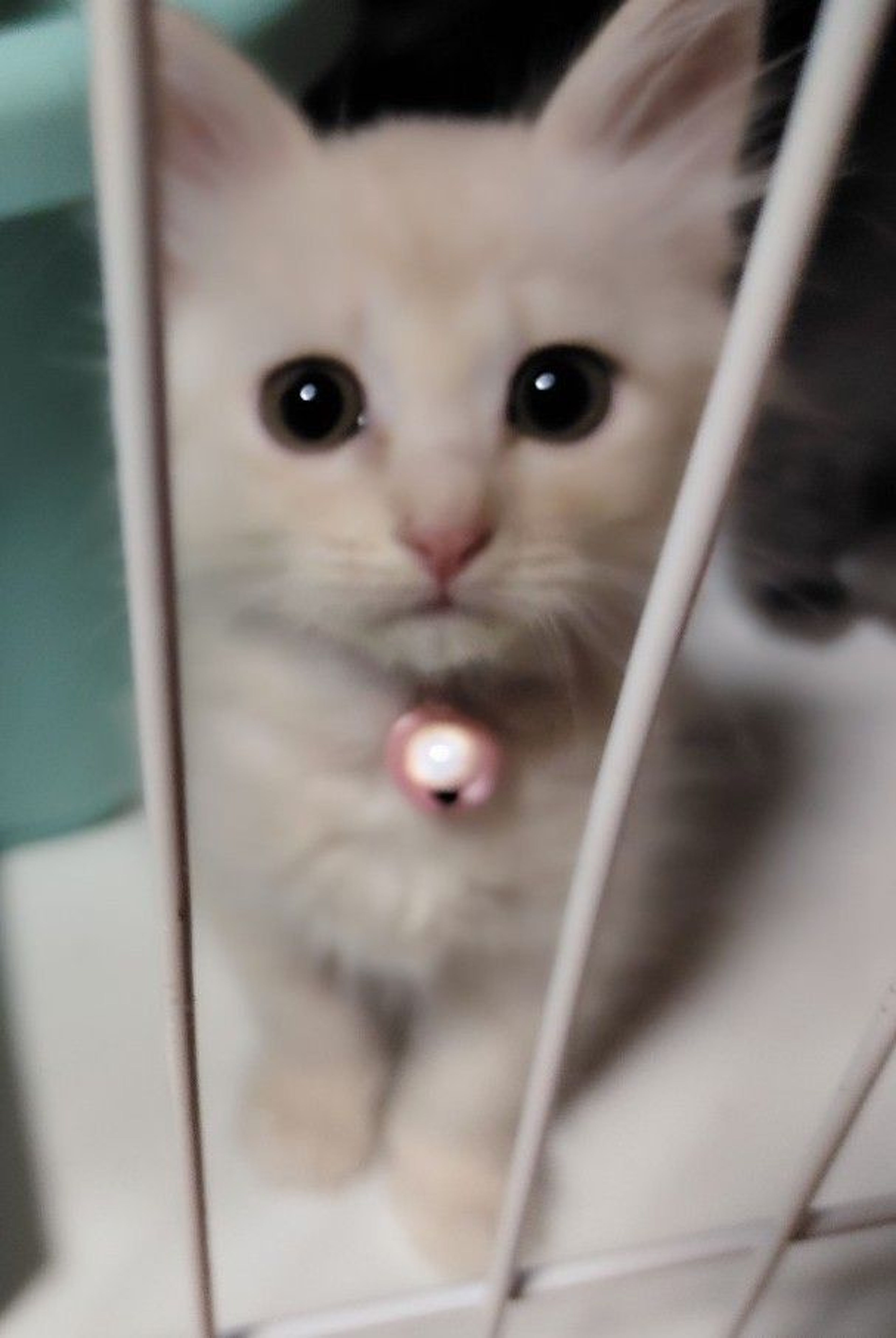 pet-image-5