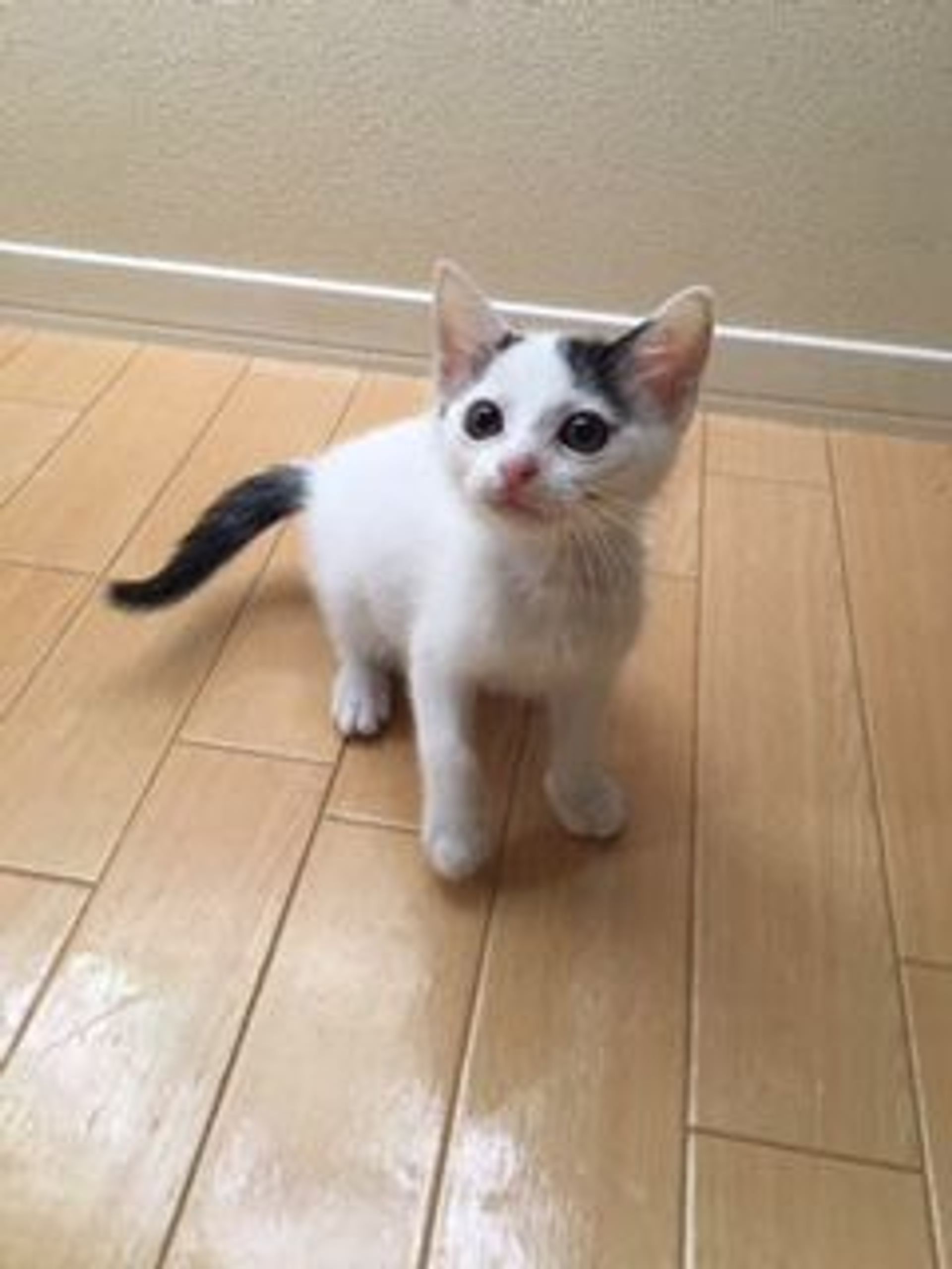 雑種（ミックス猫）・オスの里親募集の写真