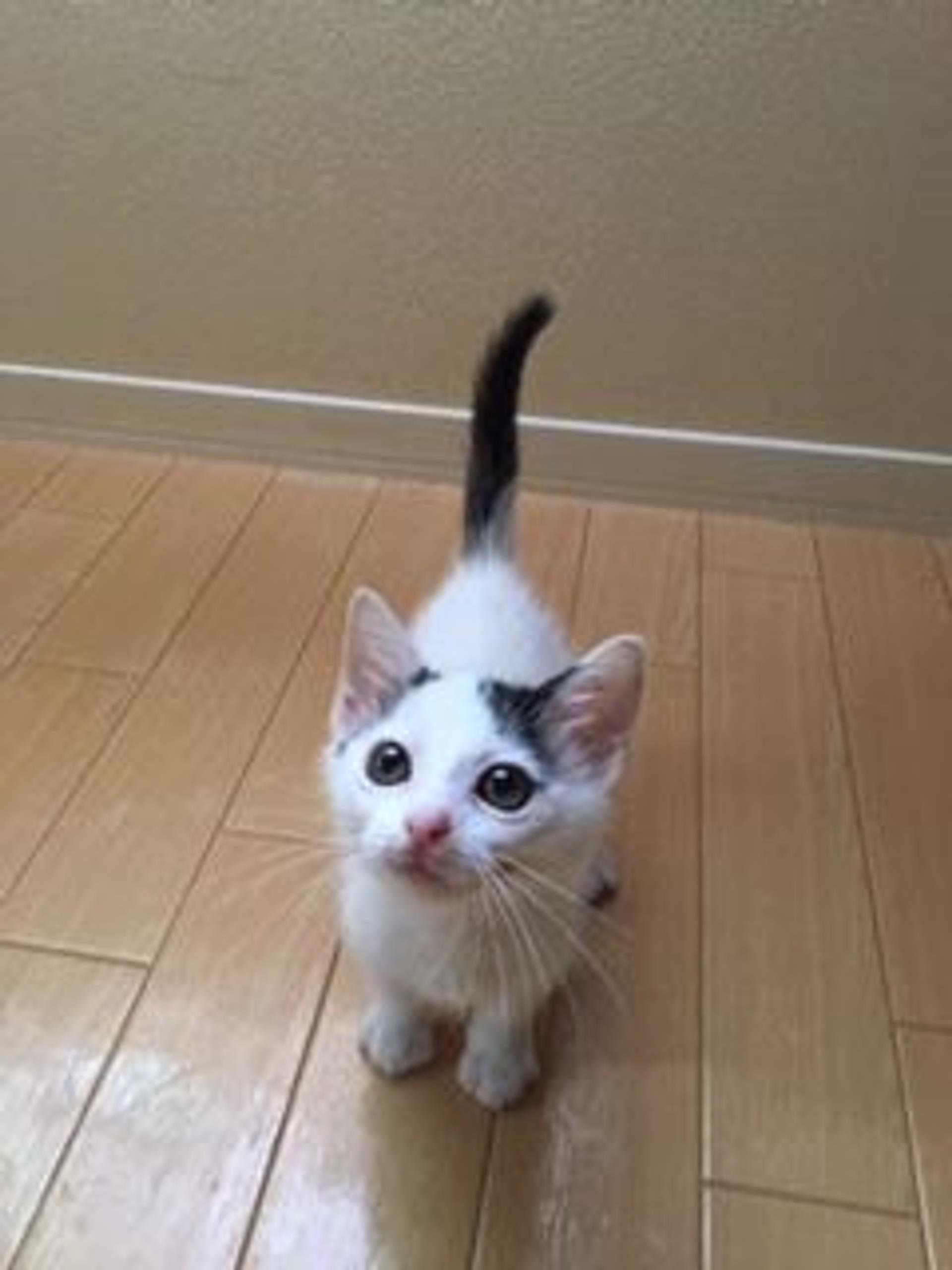 pet-image-2
