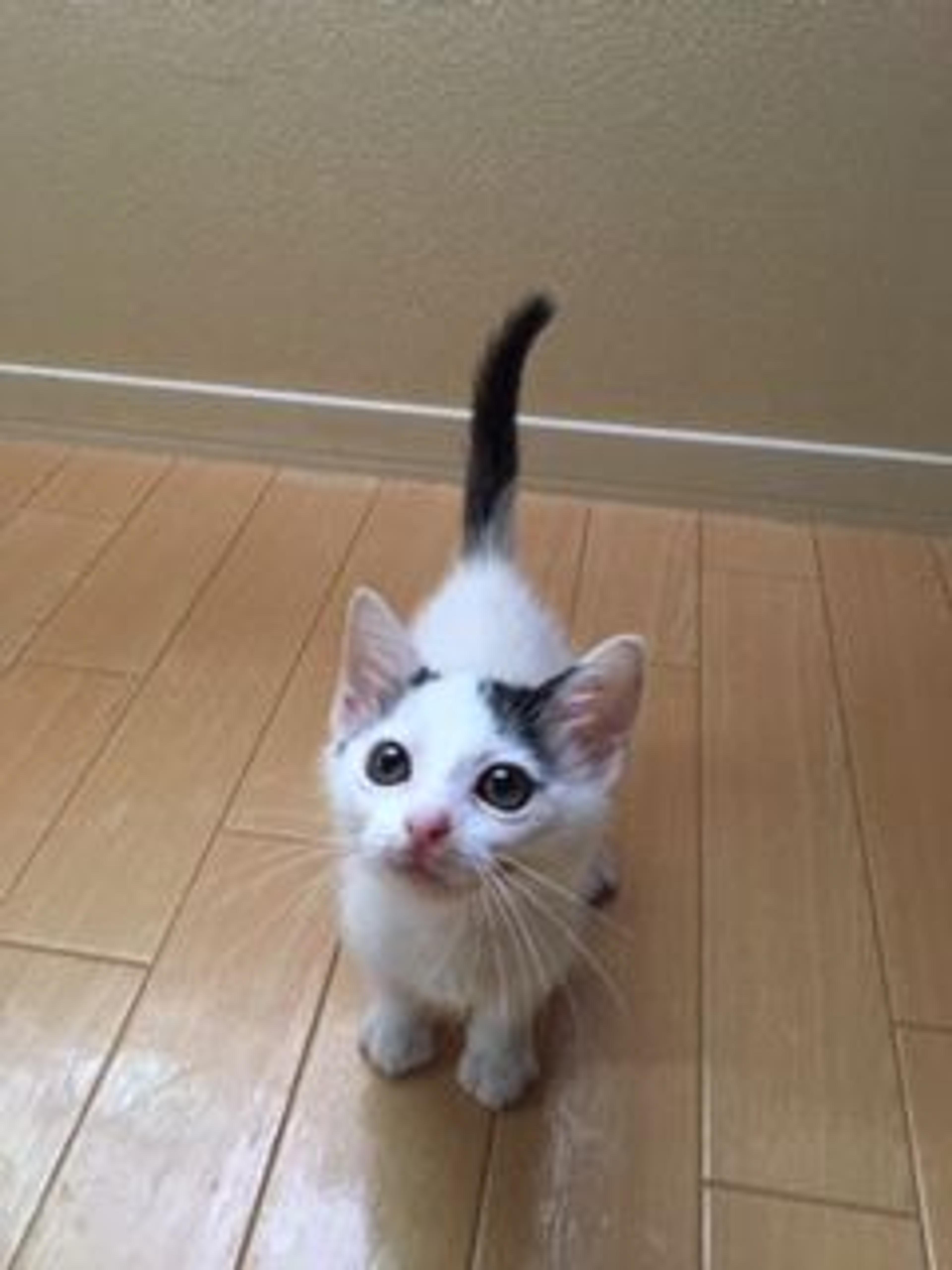 pet-image-2