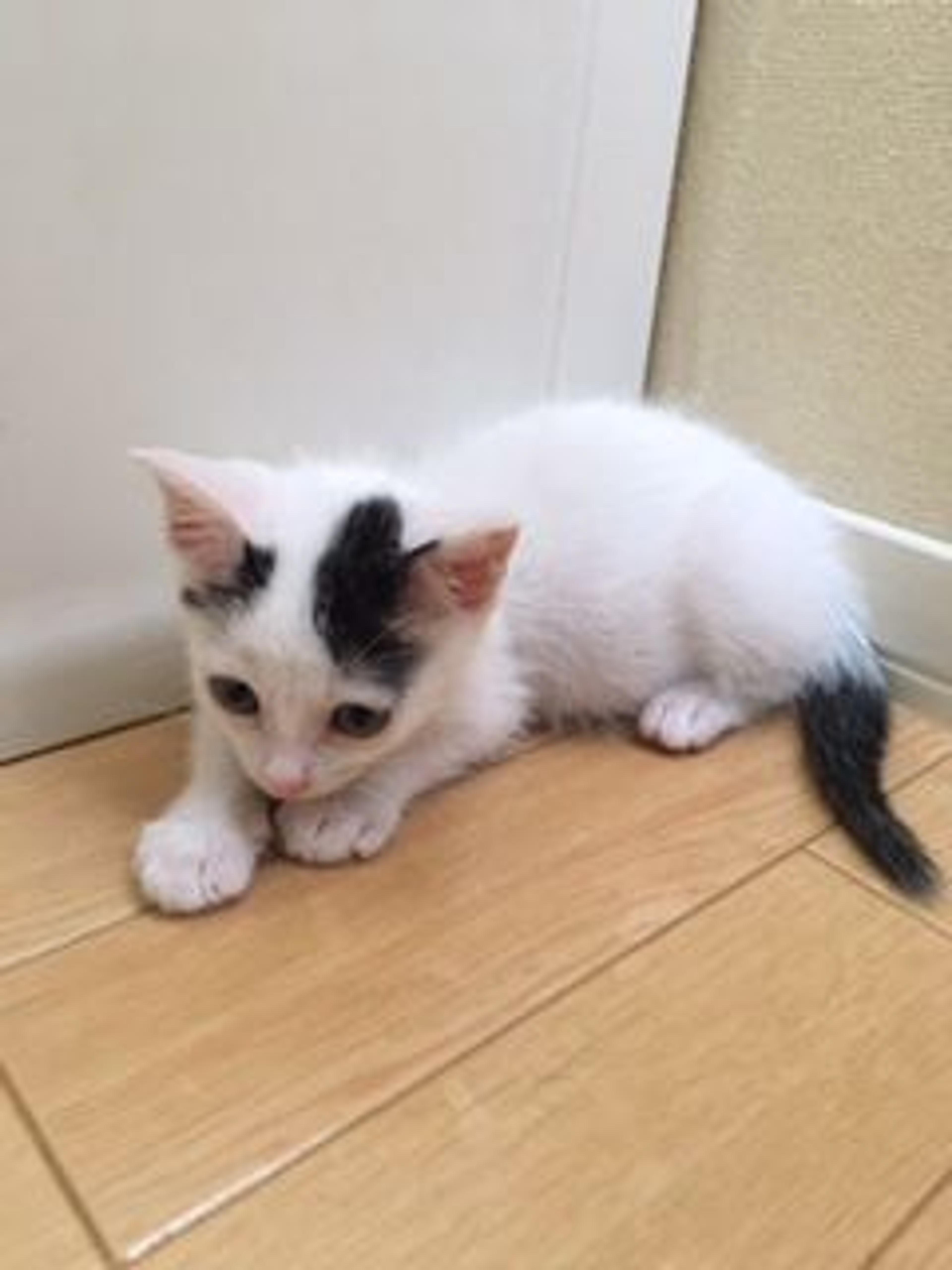 pet-image-3