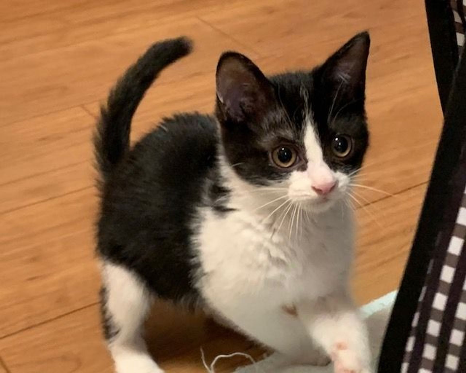 雑種（ミックス猫）・メスの里親募集の写真