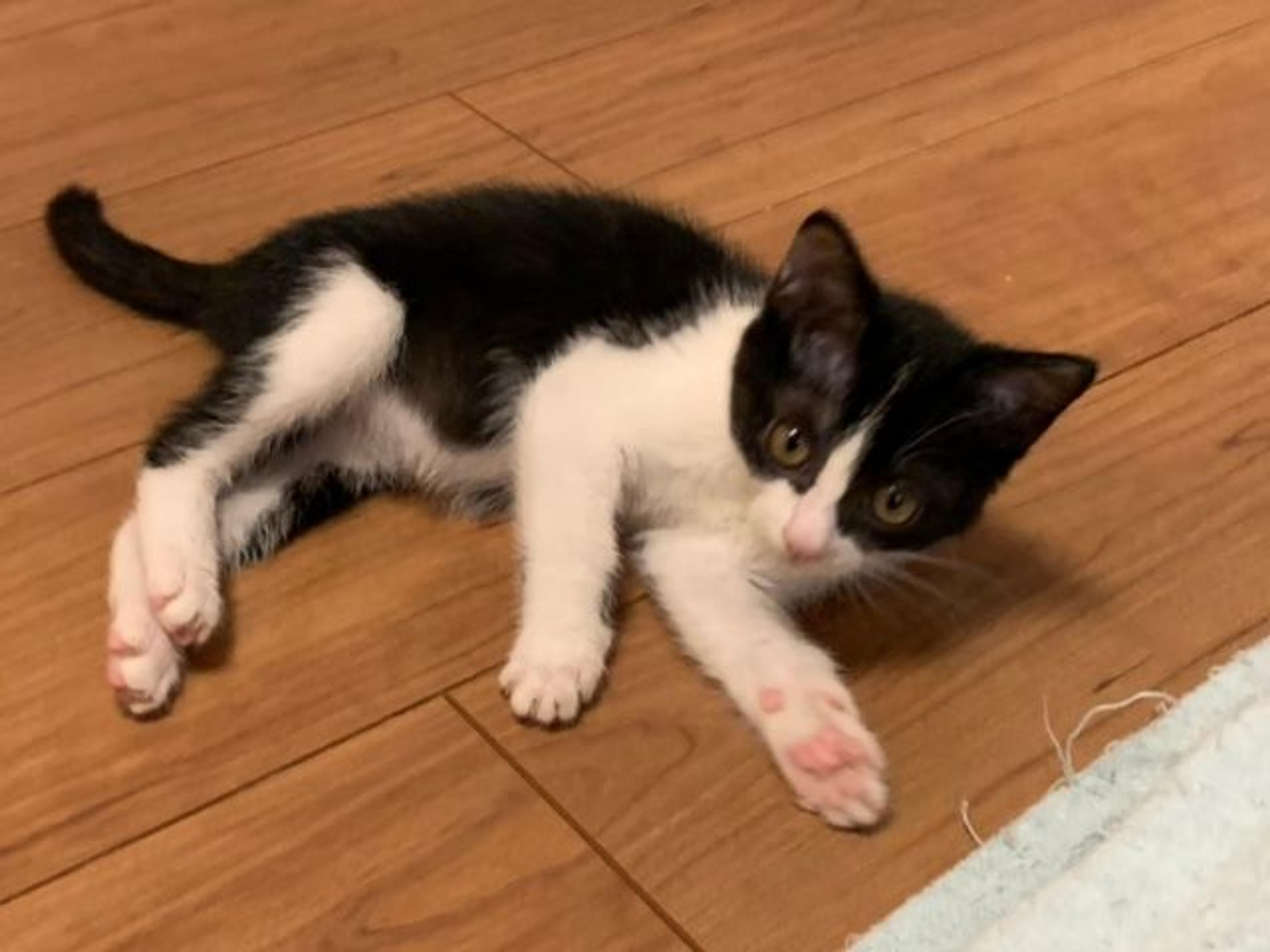pet-image-2