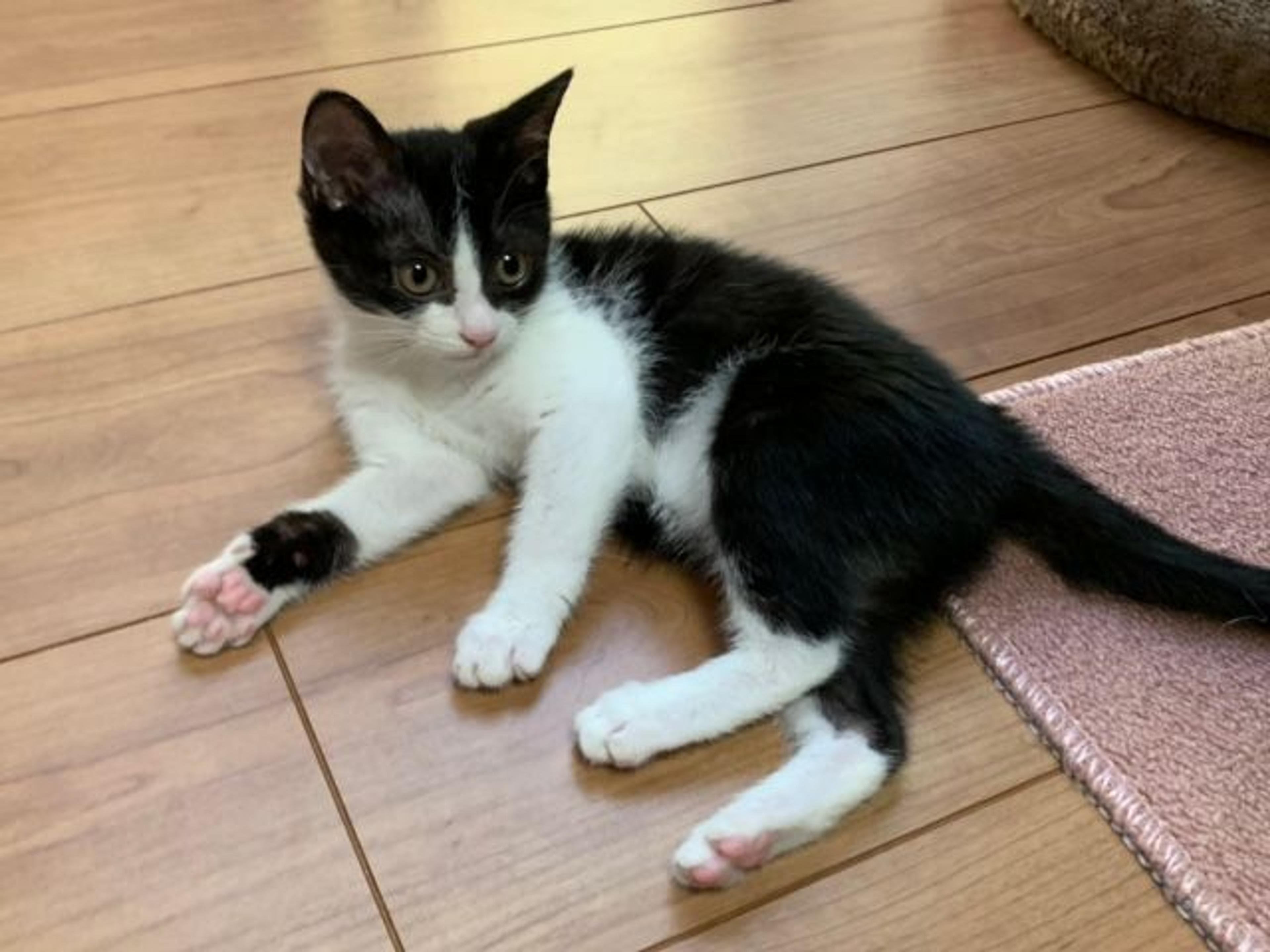 pet-image-3