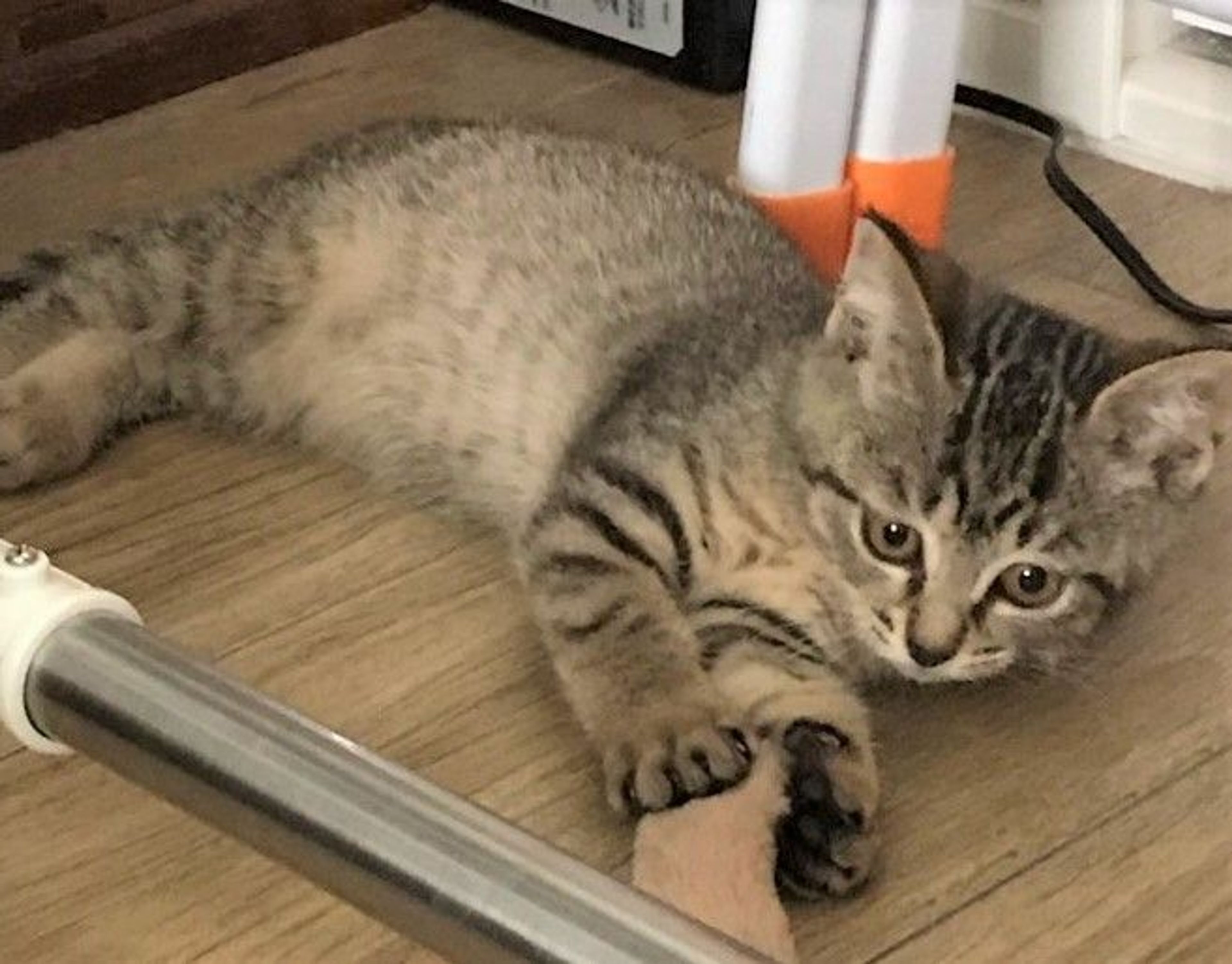 雑種（ミックス猫）・メスの里親募集の写真
