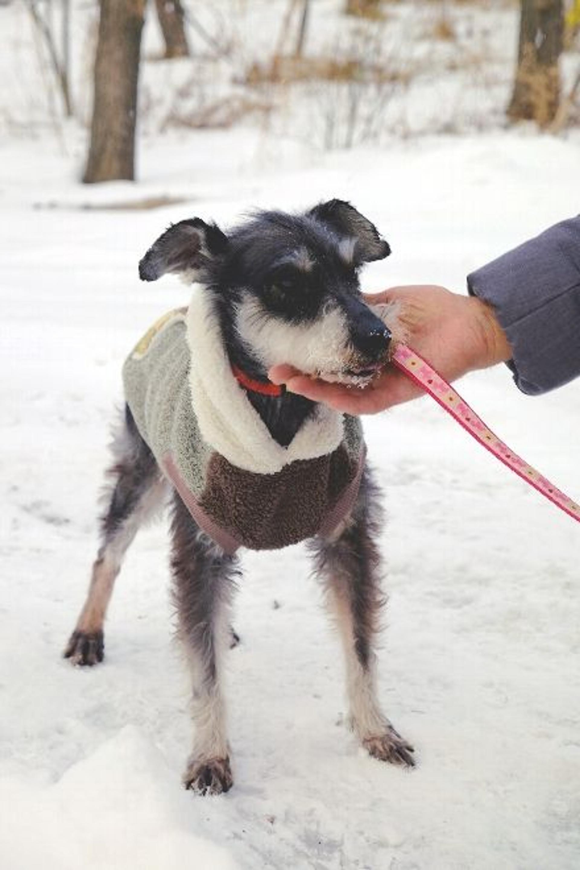 pet-image-2