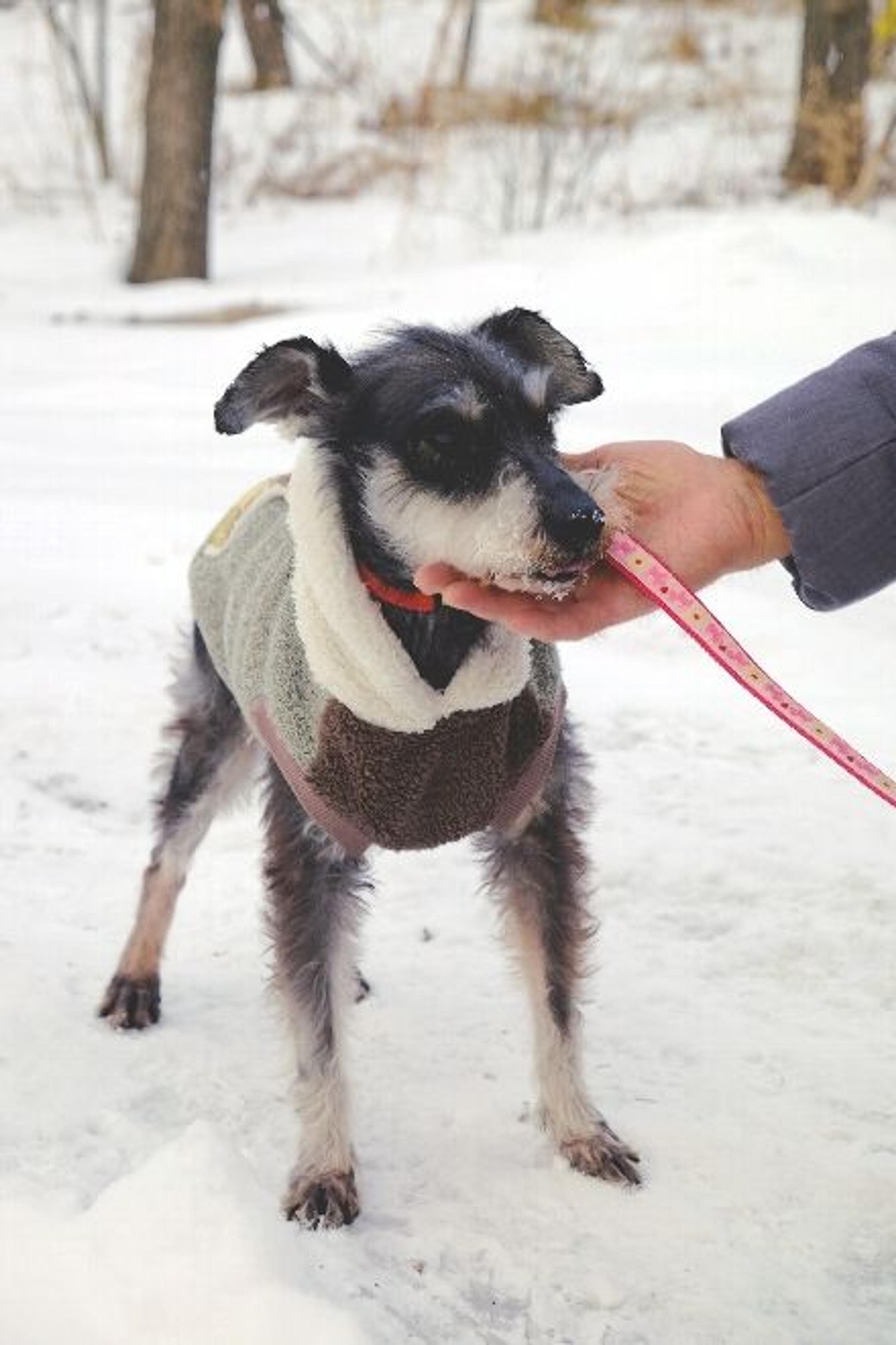 pet-image-2