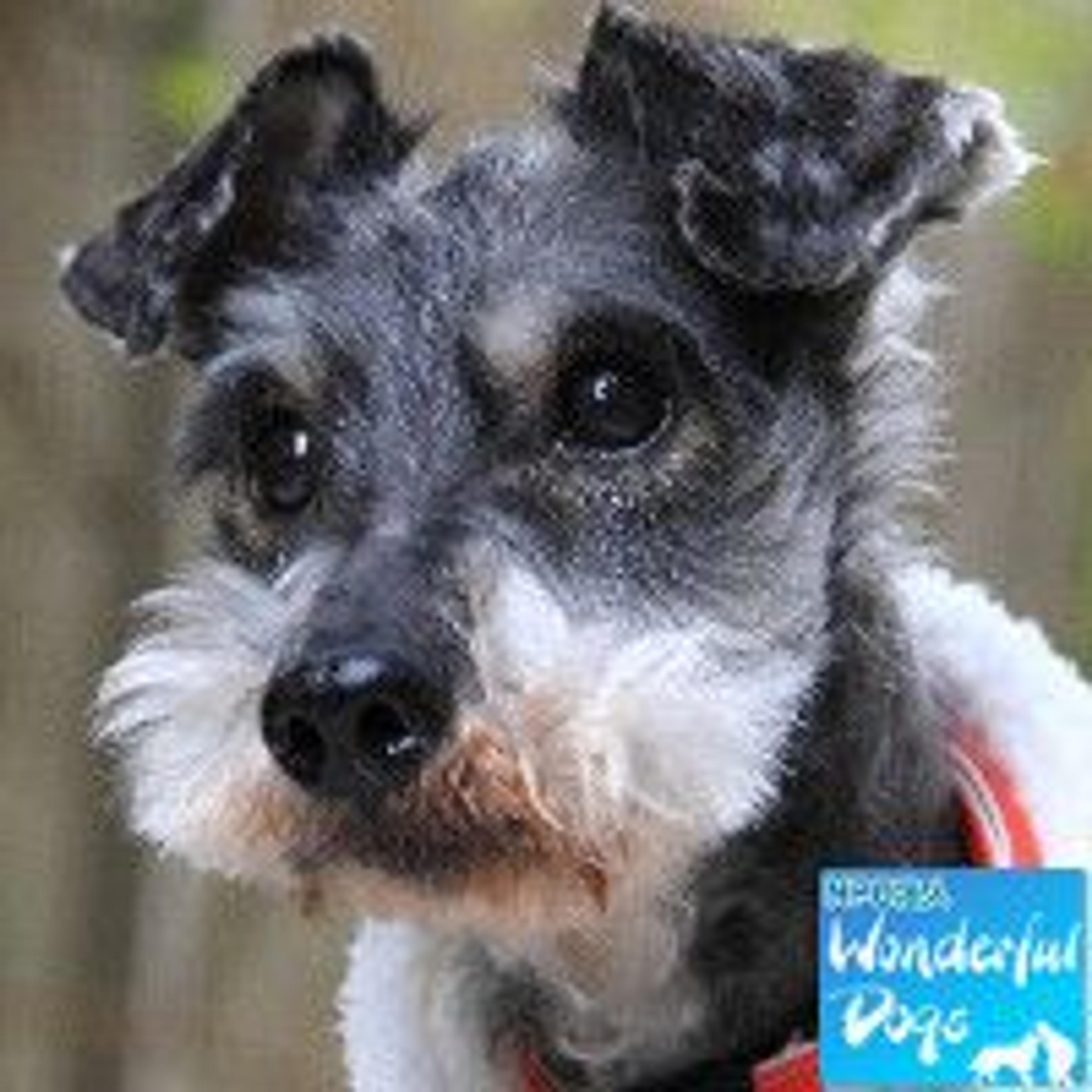 pet-image-3