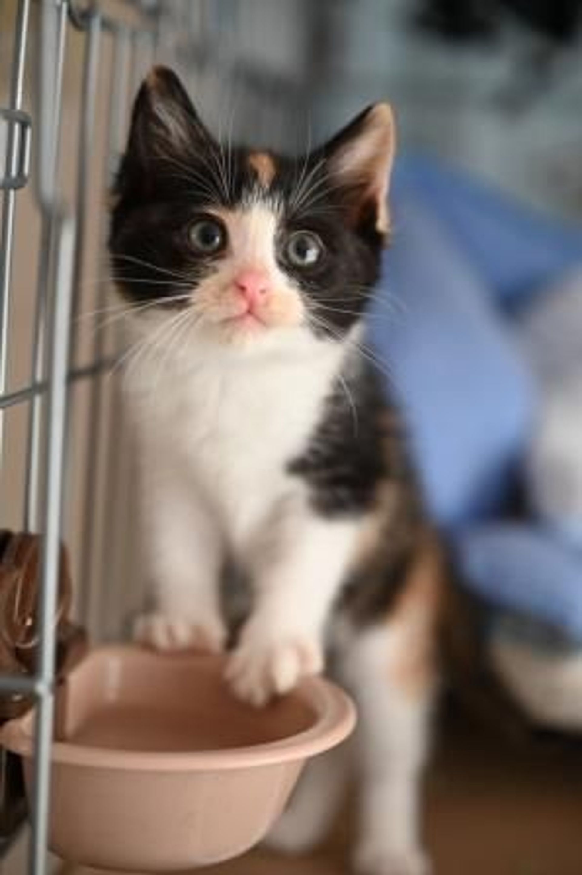 雑種（ミックス猫）・メスの里親募集の写真