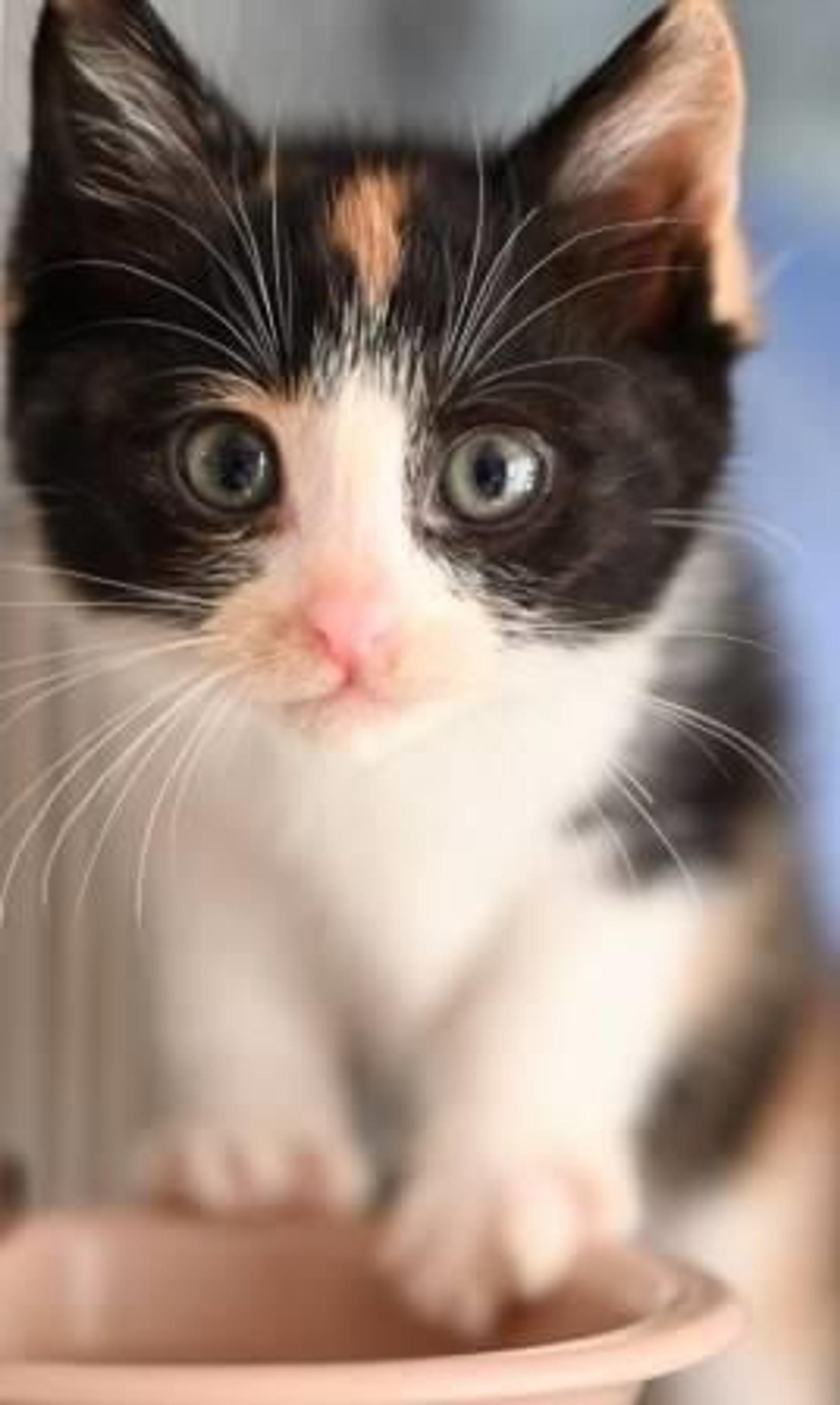 pet-image-3