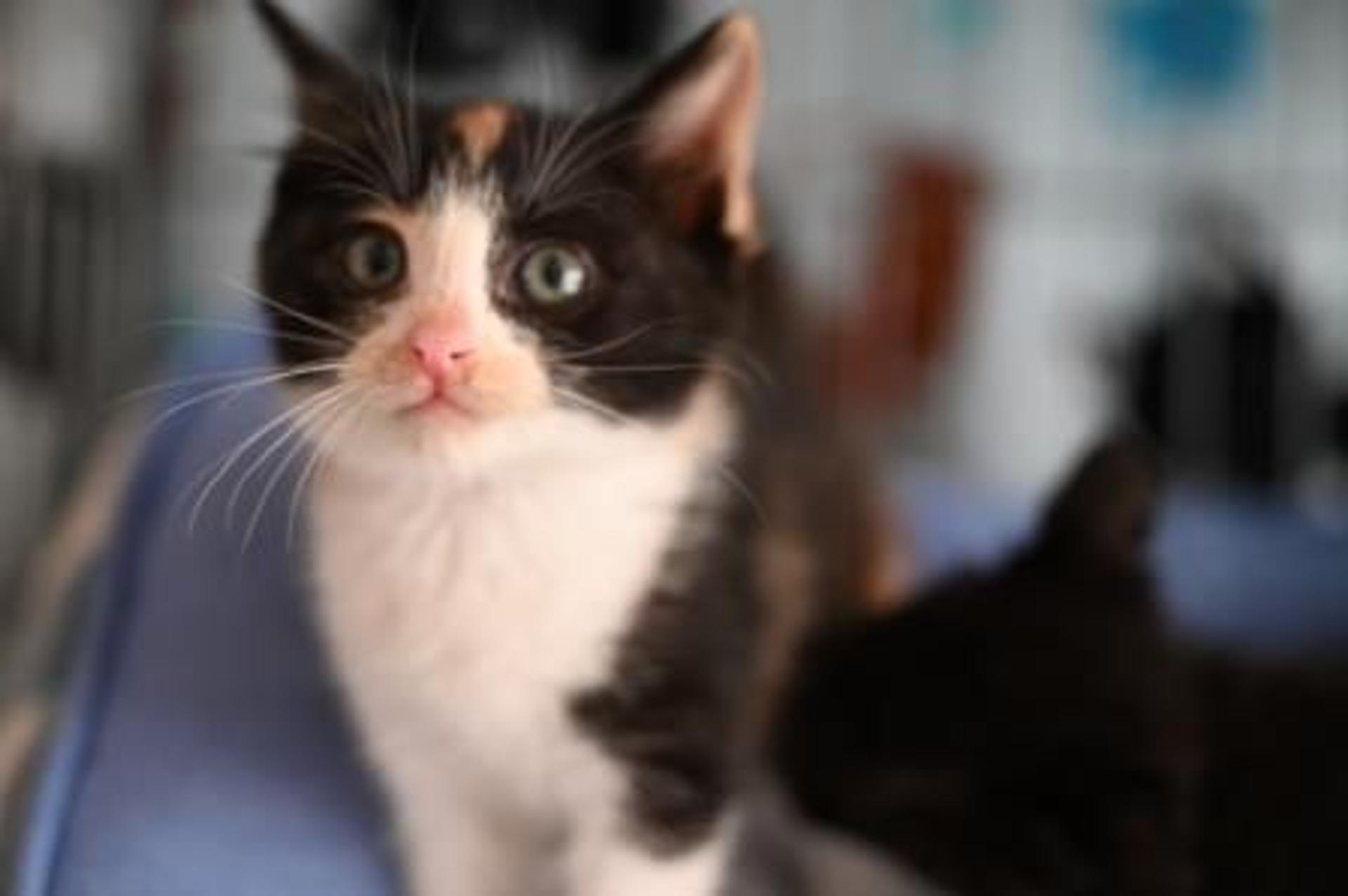 pet-image-5
