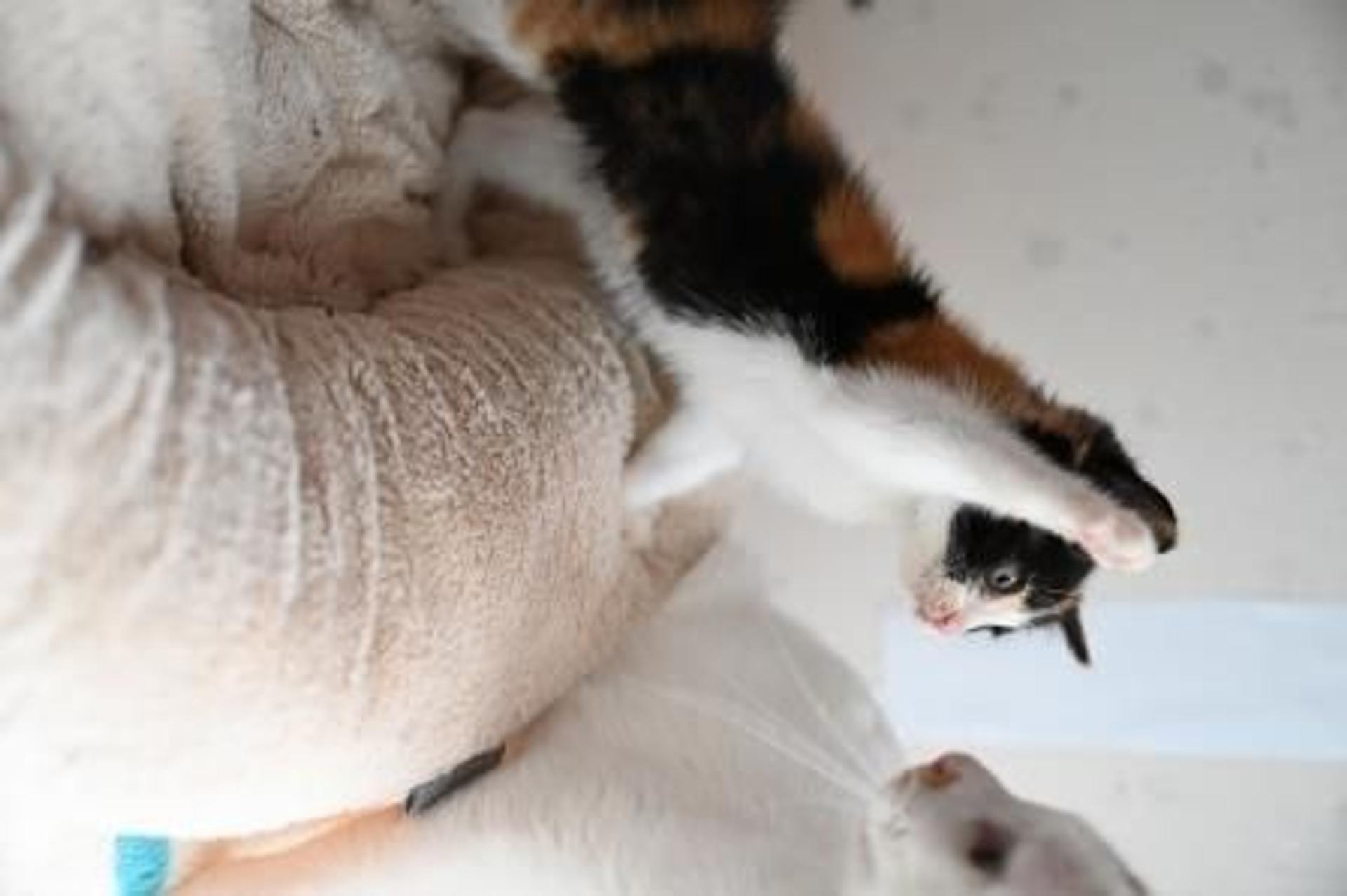pet-image-6