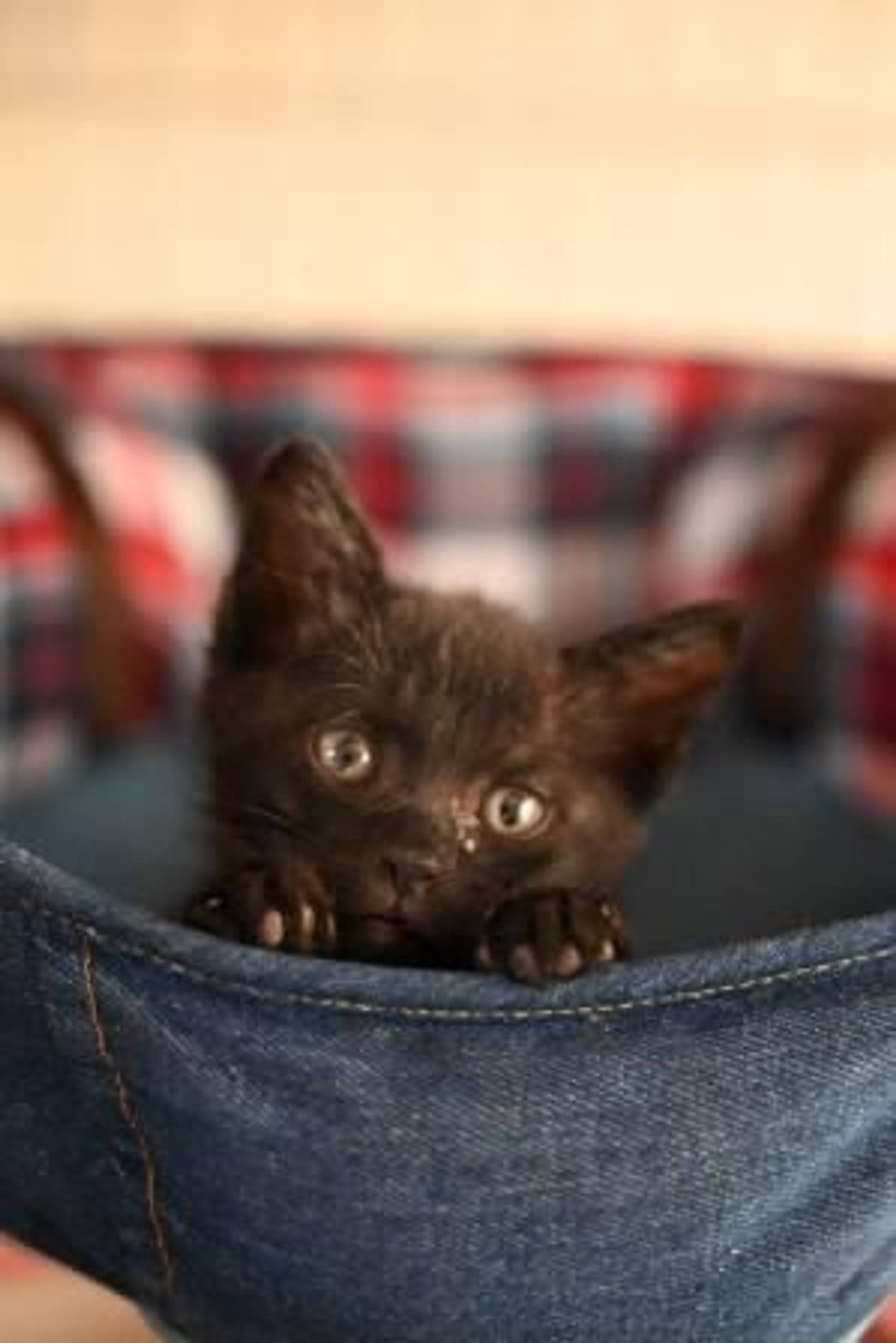 雑種（ミックス猫）・オスの里親募集の写真