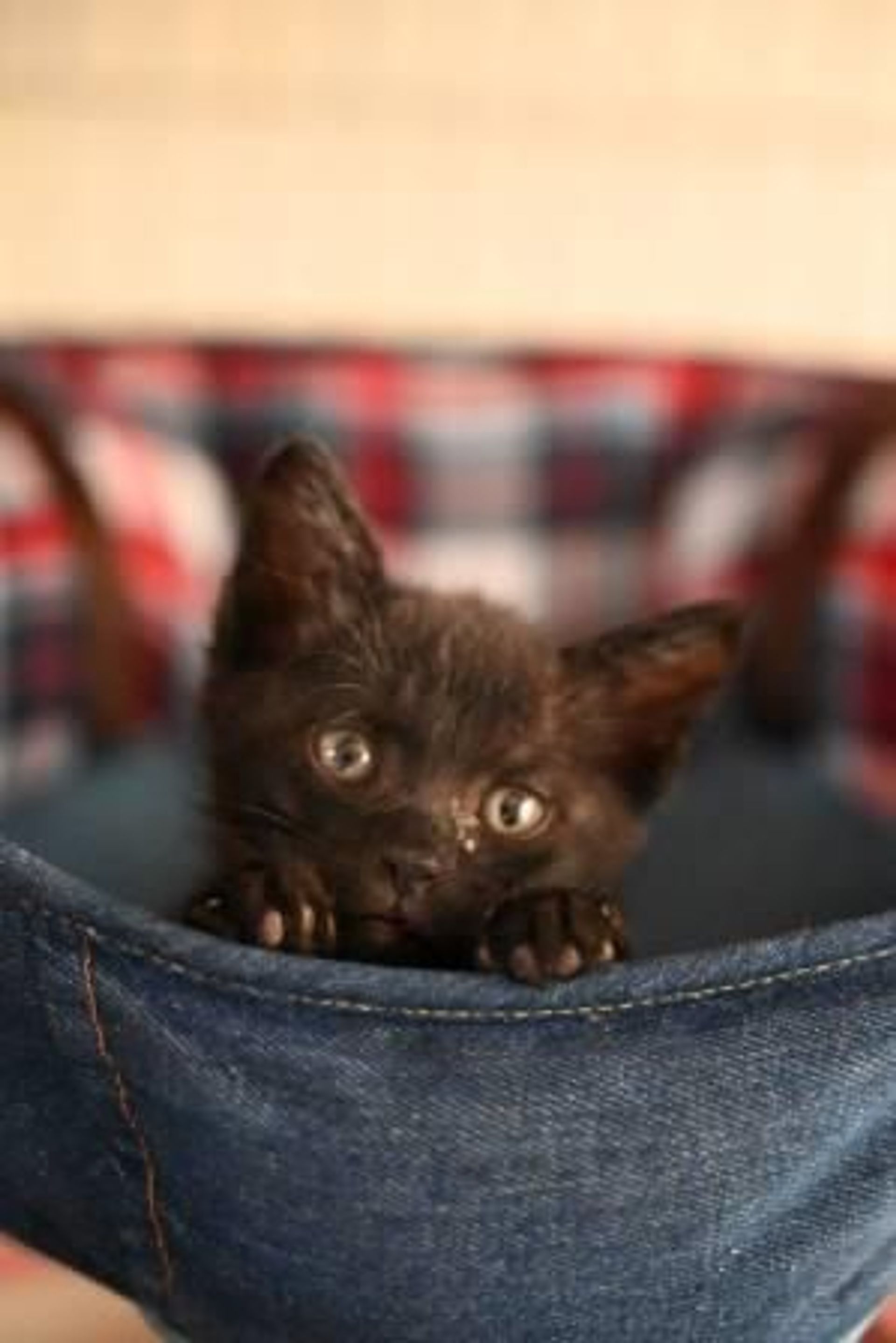 雑種（ミックス猫）・オスの里親募集の写真