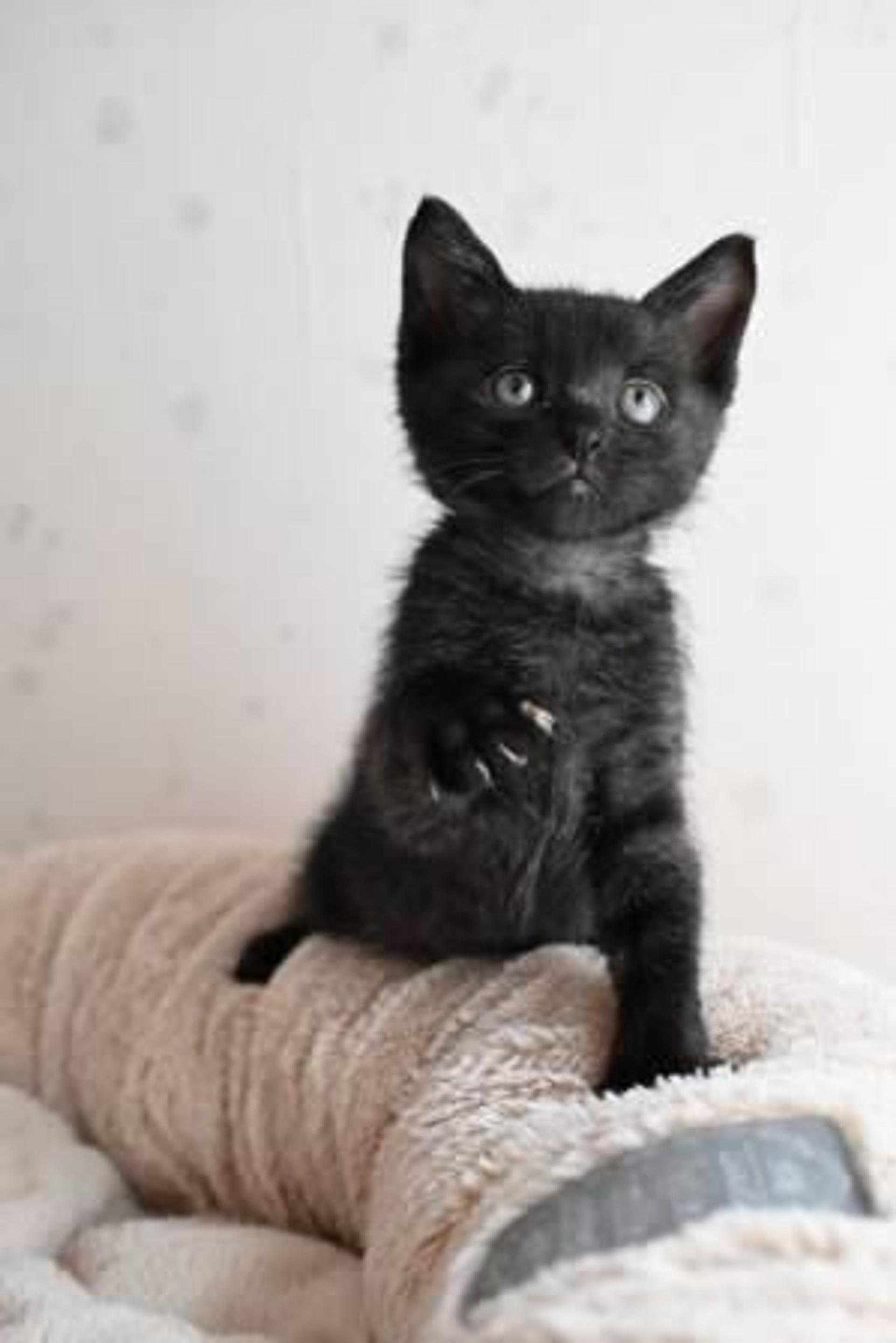 pet-image-4