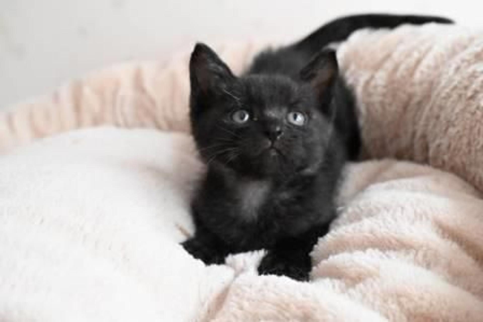 pet-image-6