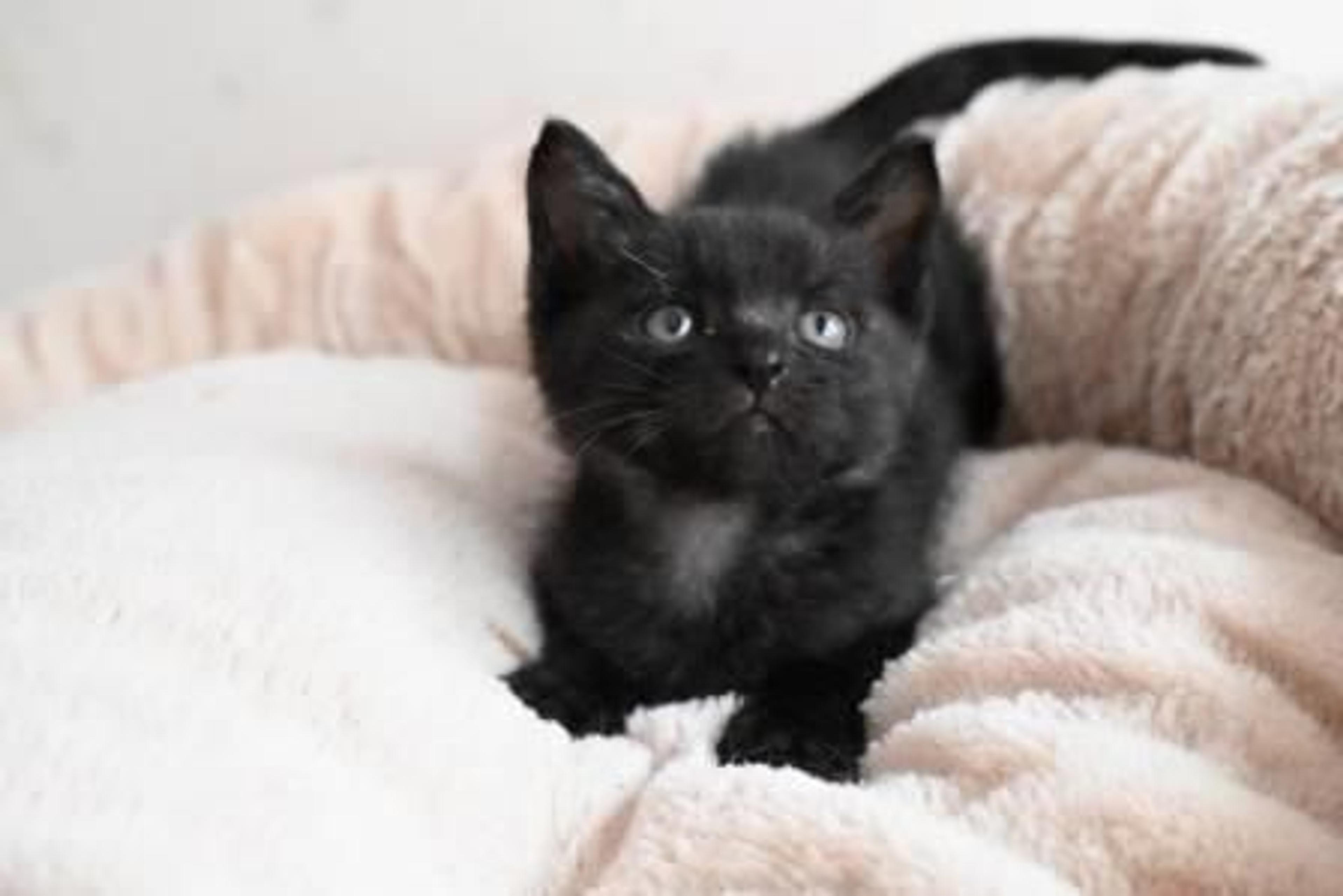 pet-image-6