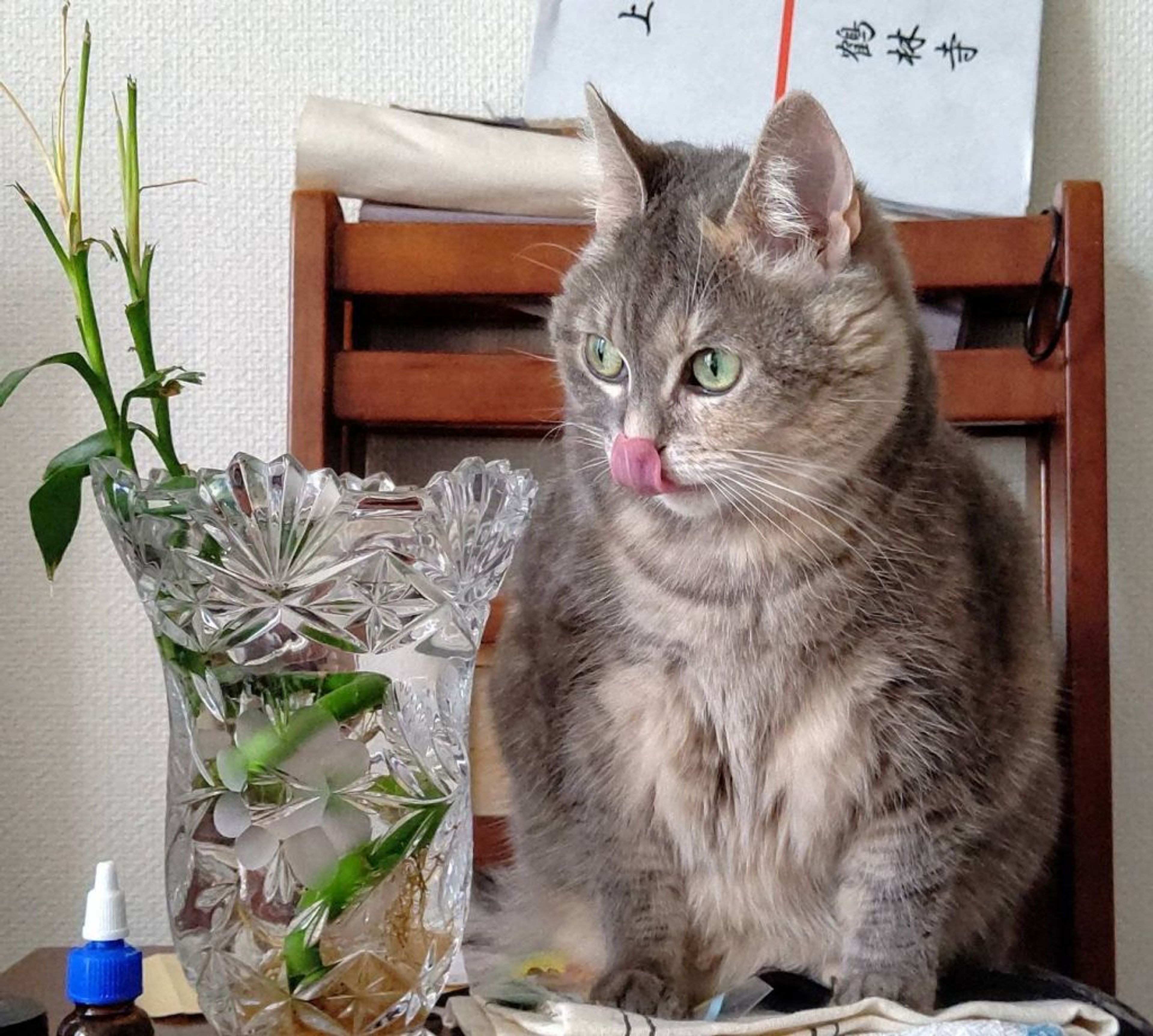 スコティッシュフォールド・メスの里親募集の写真