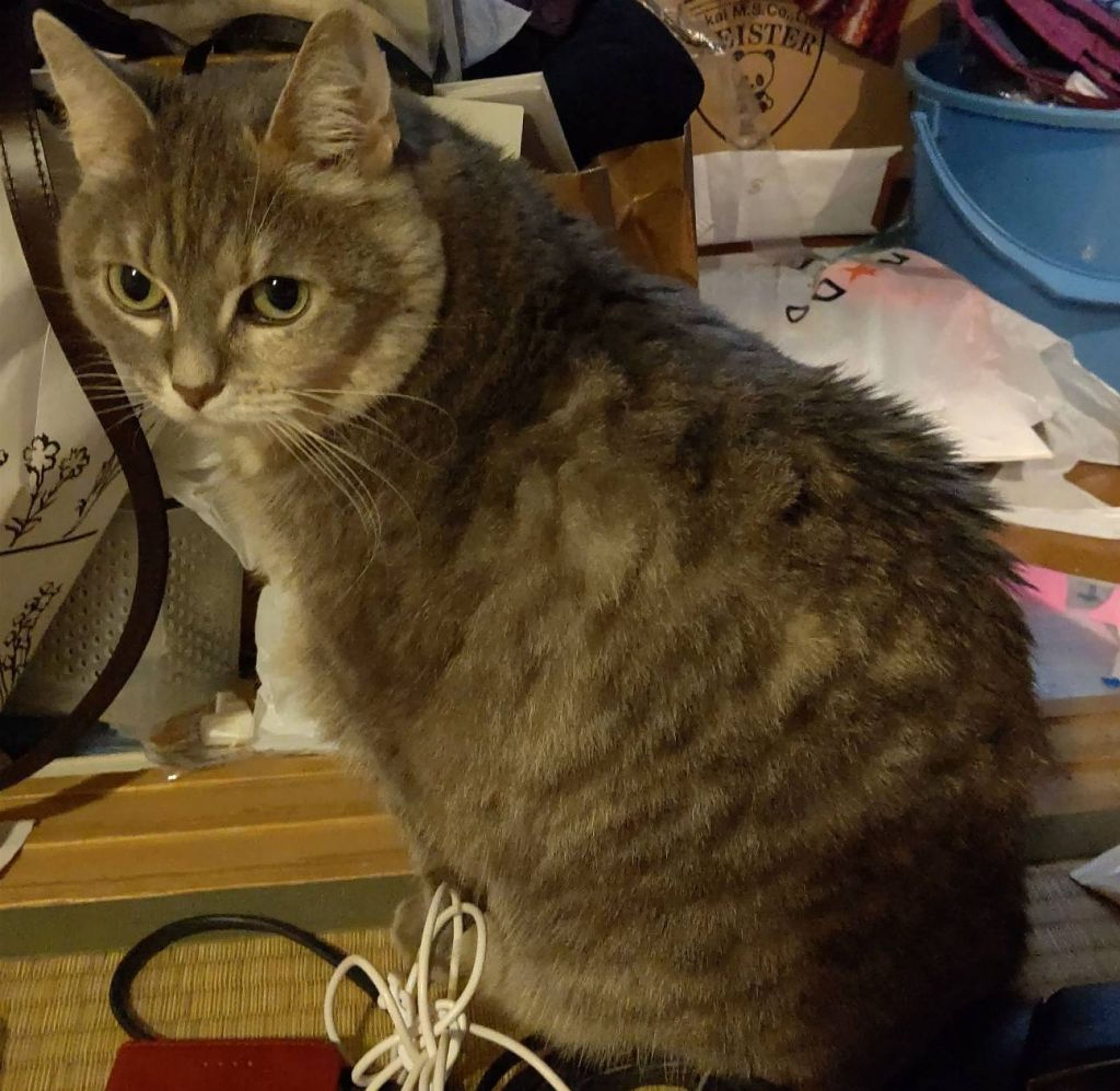pet-image-2
