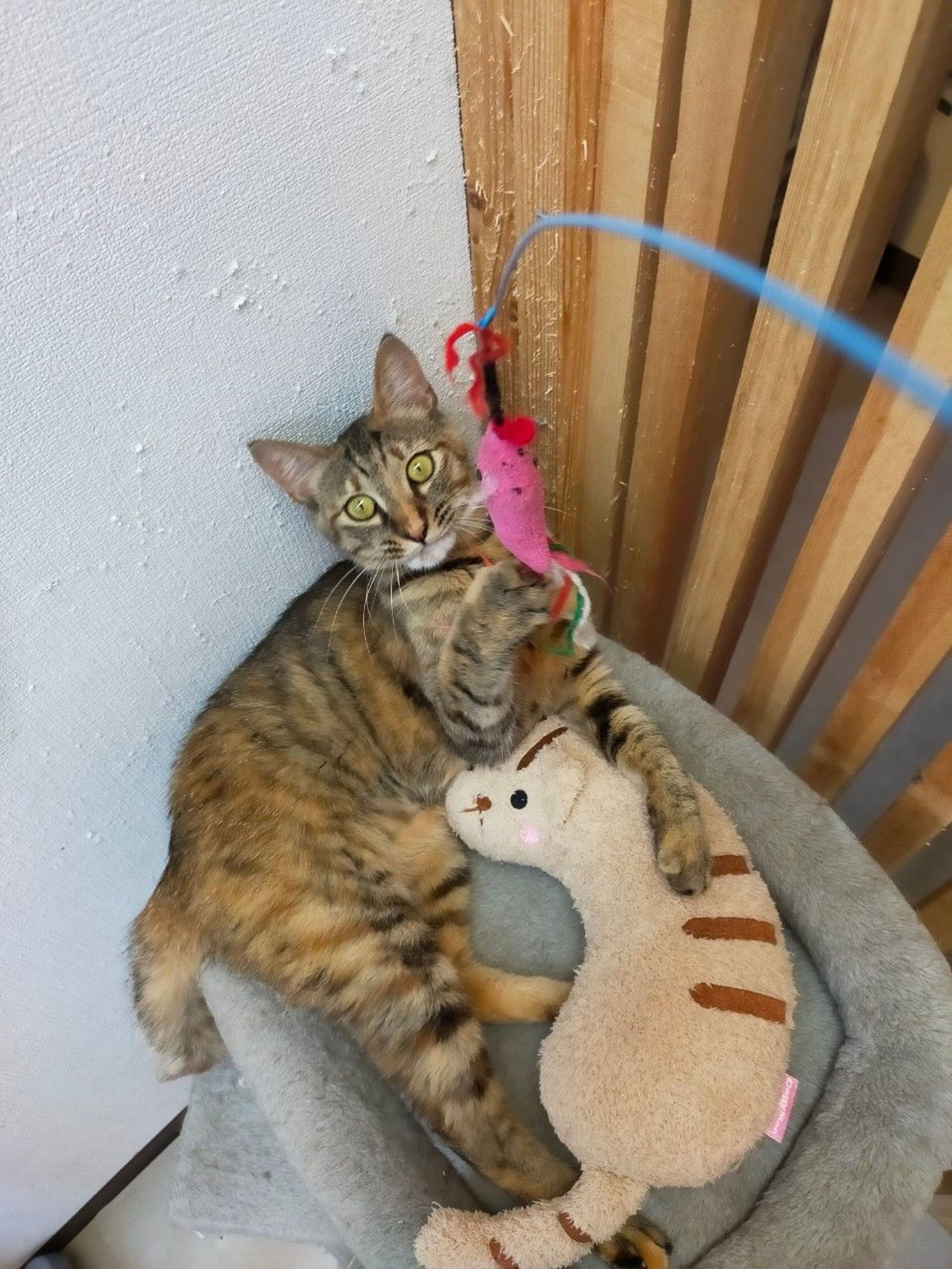 pet-image-2