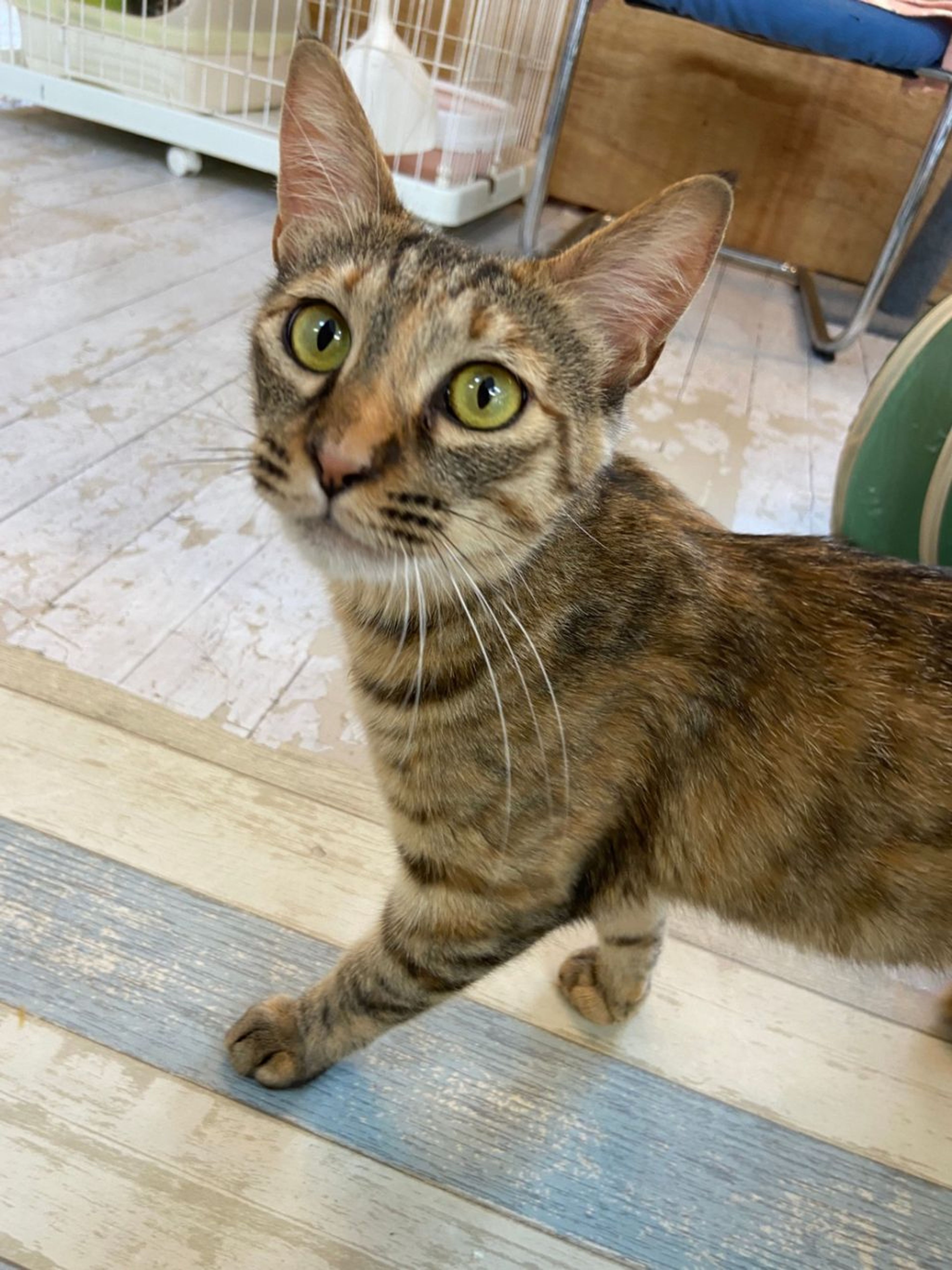 pet-image-5