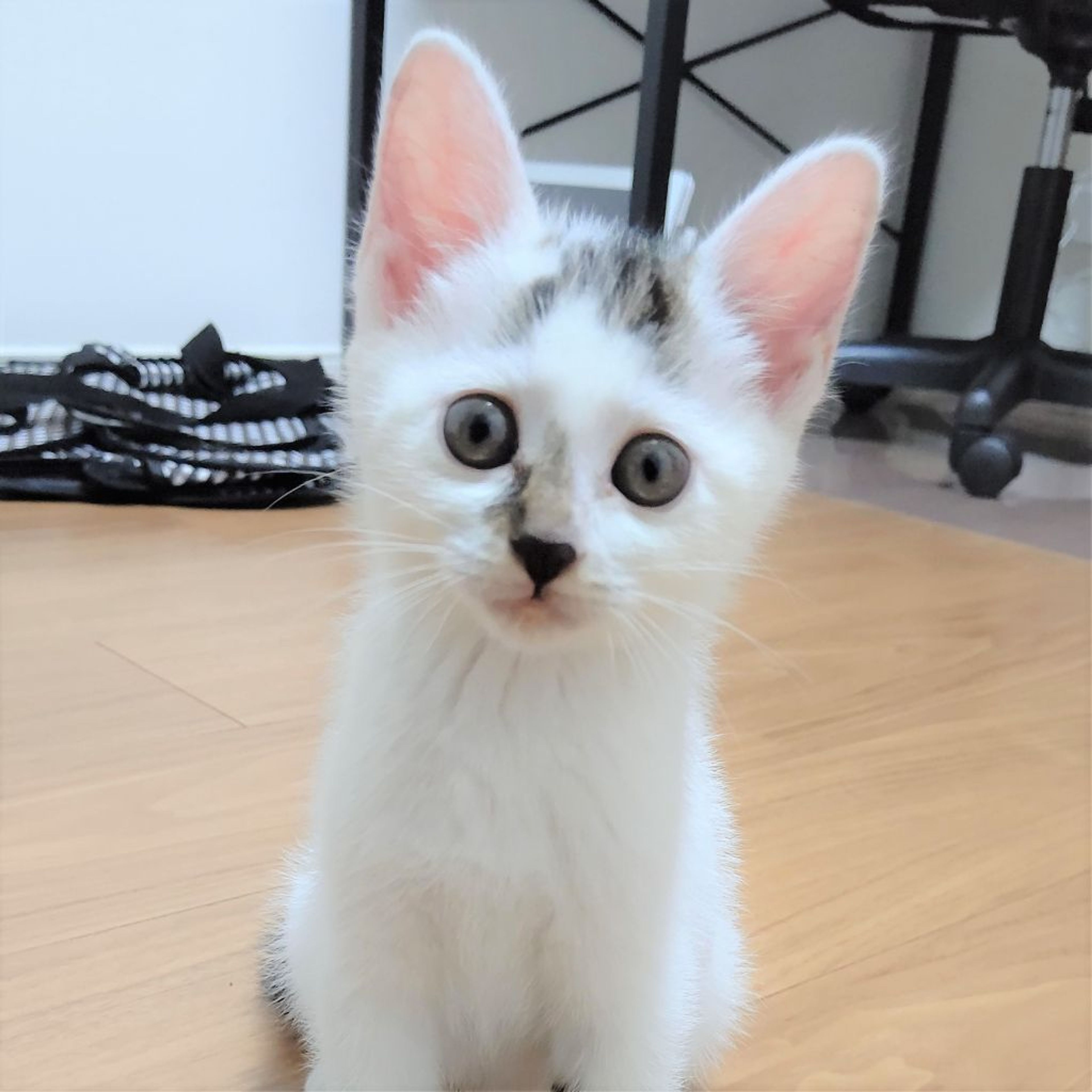 pet-image-2