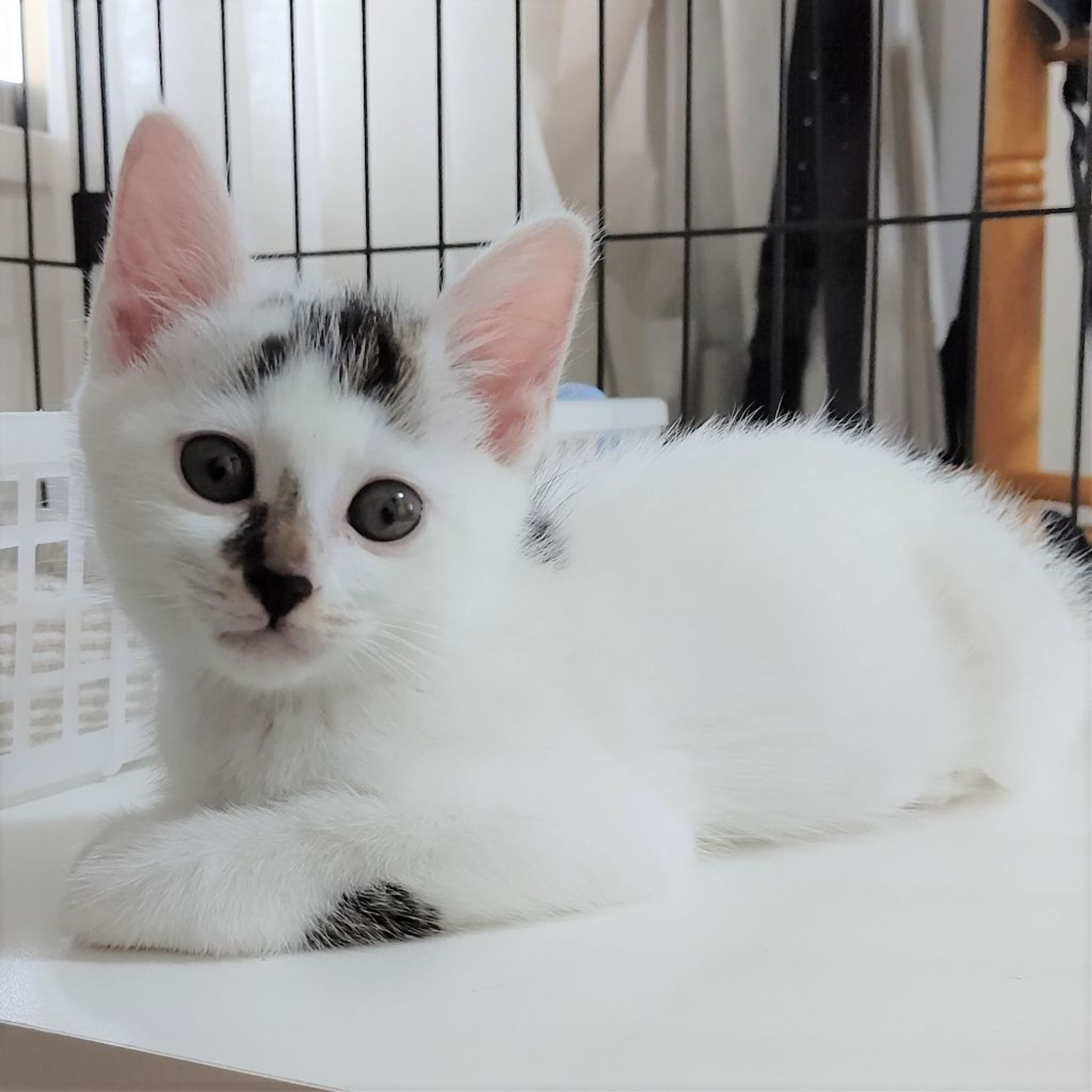 pet-image-3