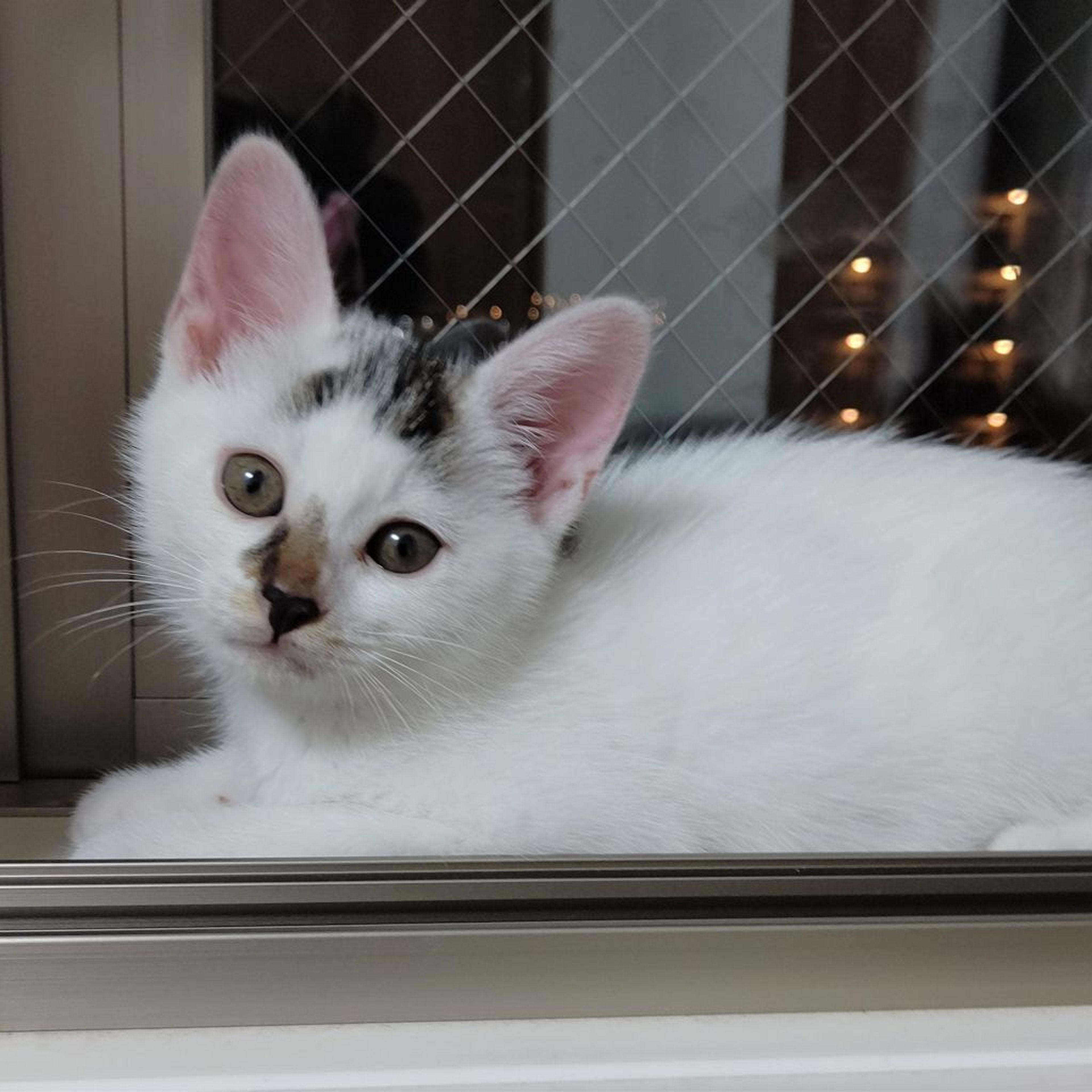 pet-image-4