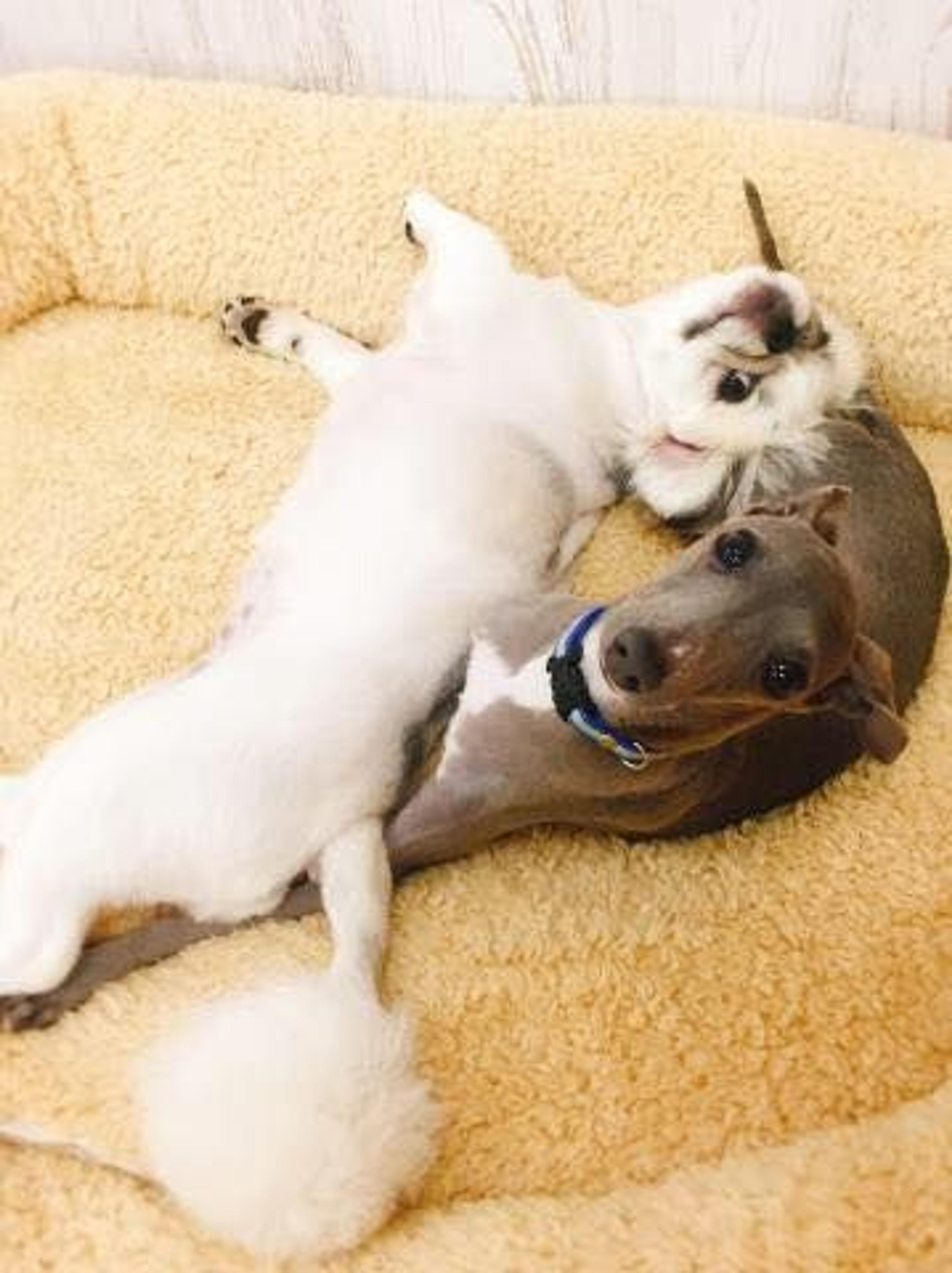 pet-image-2