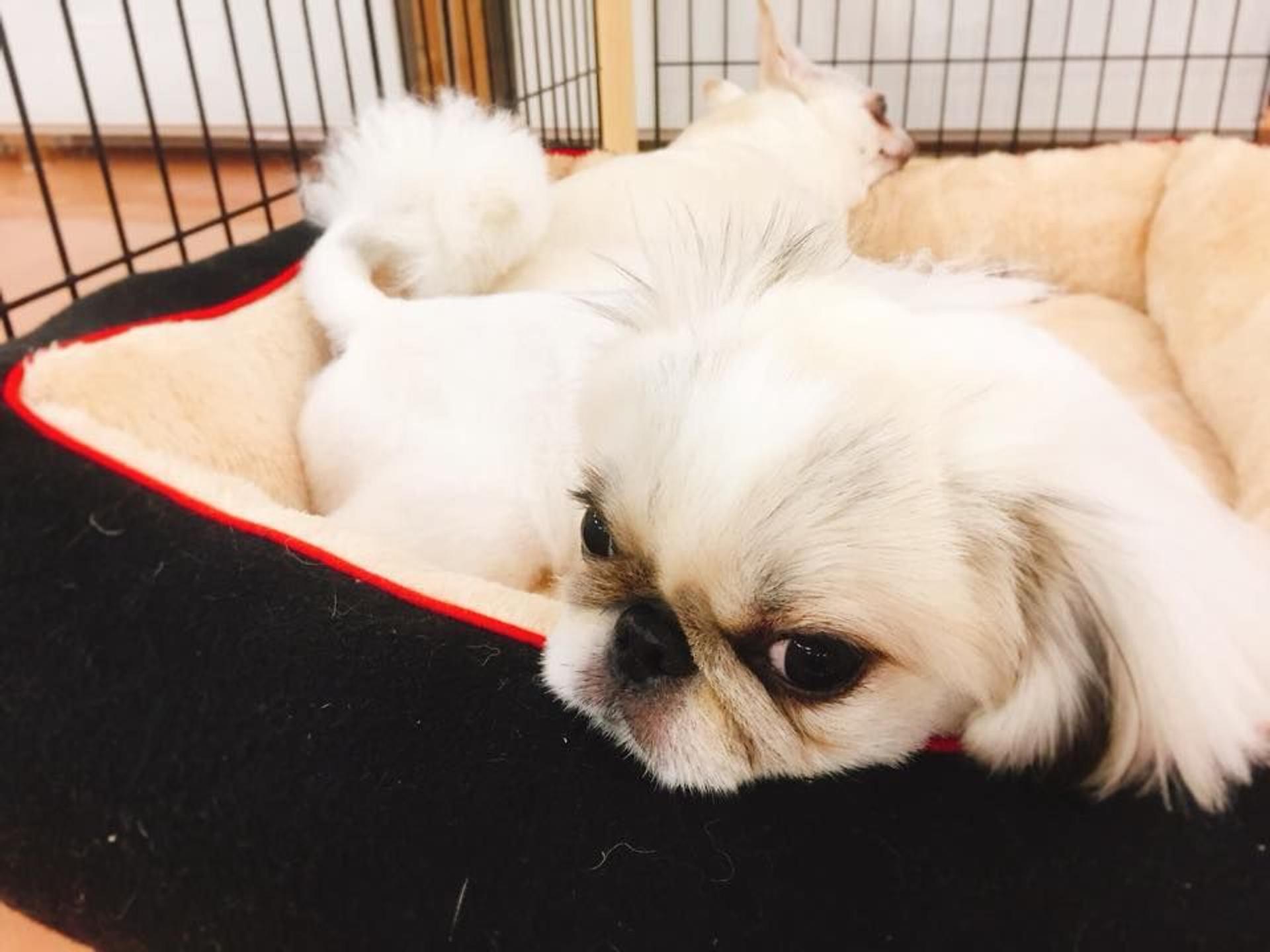 pet-image-3