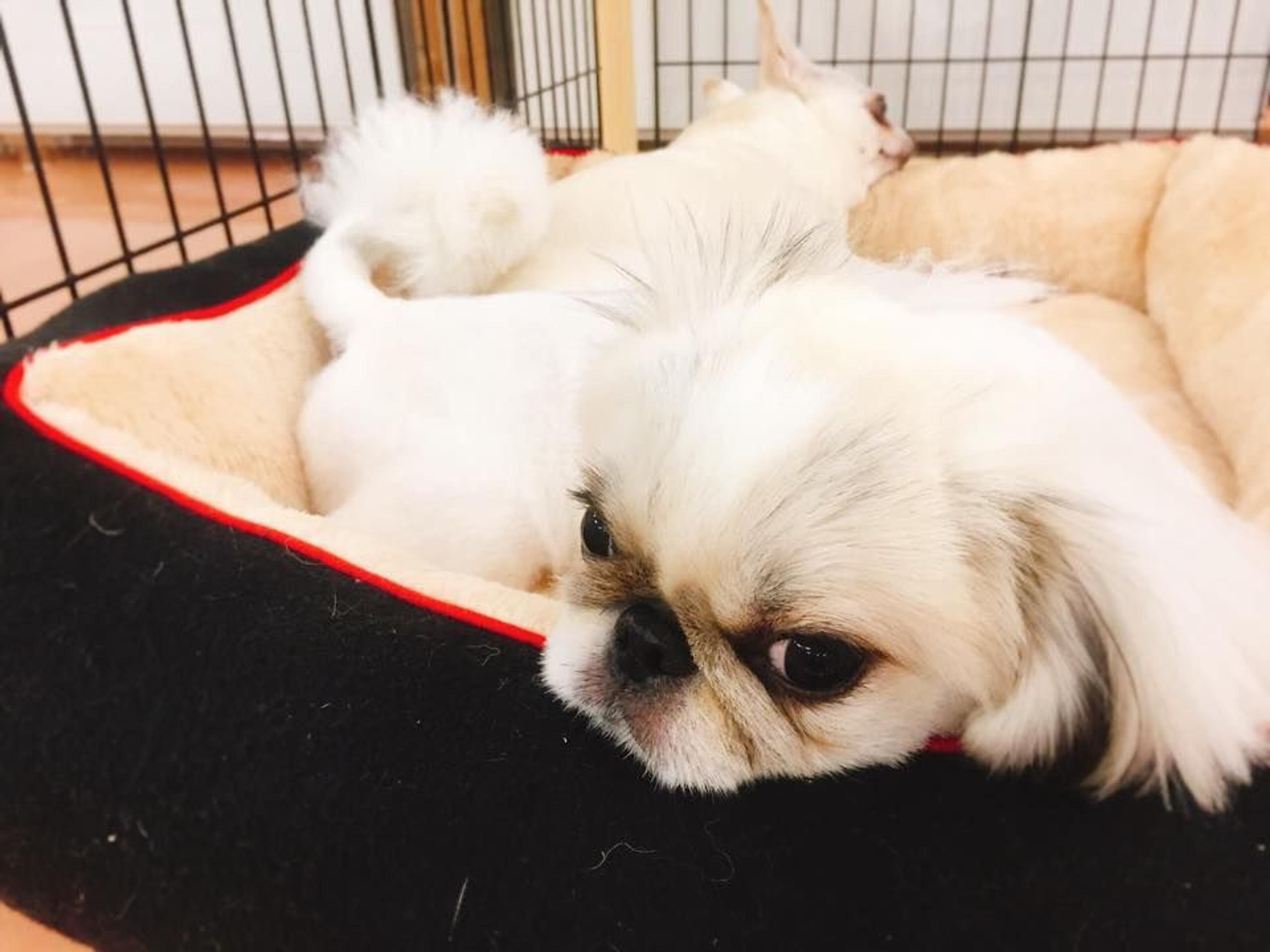 pet-image-3