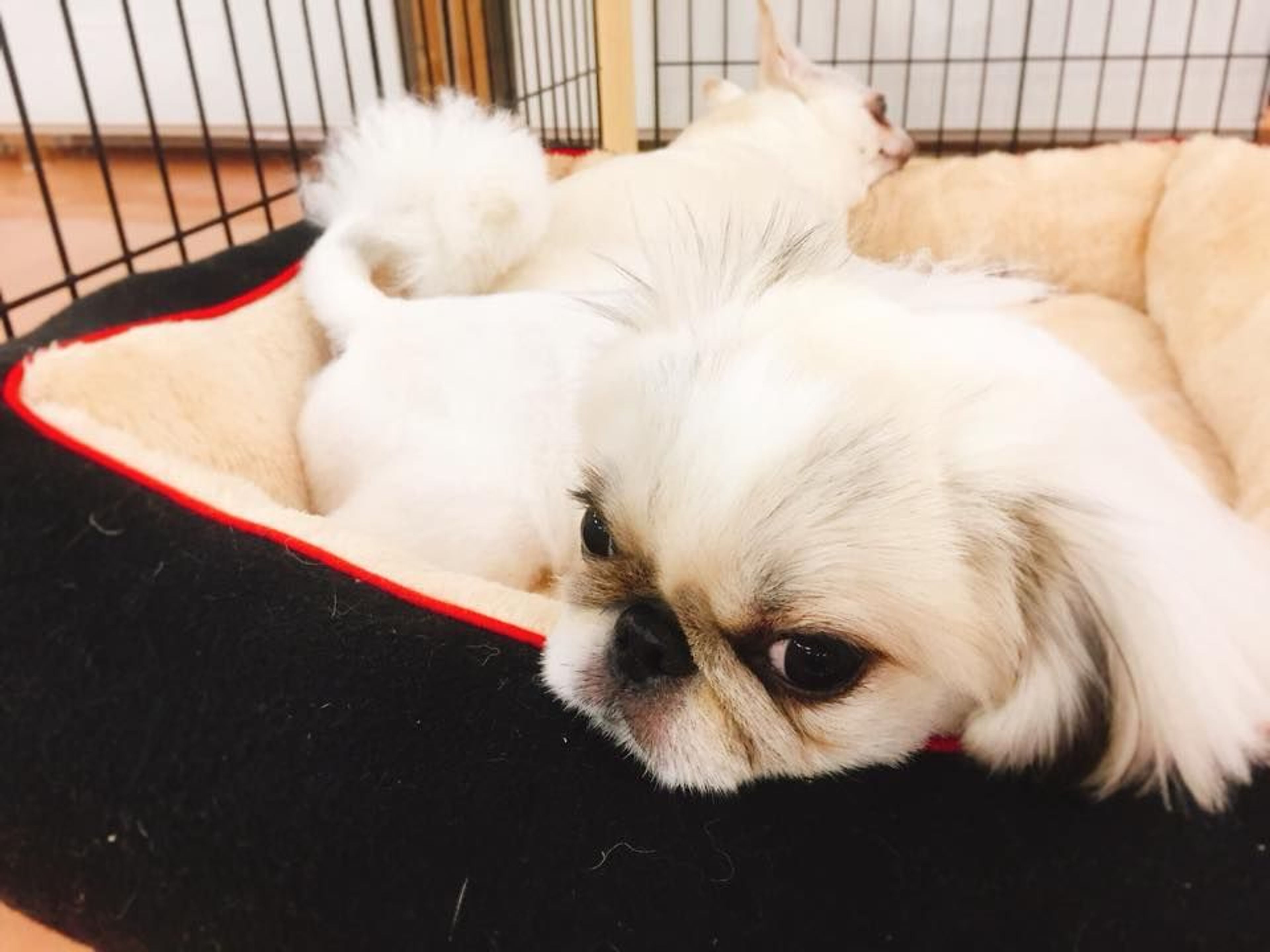 pet-image-3