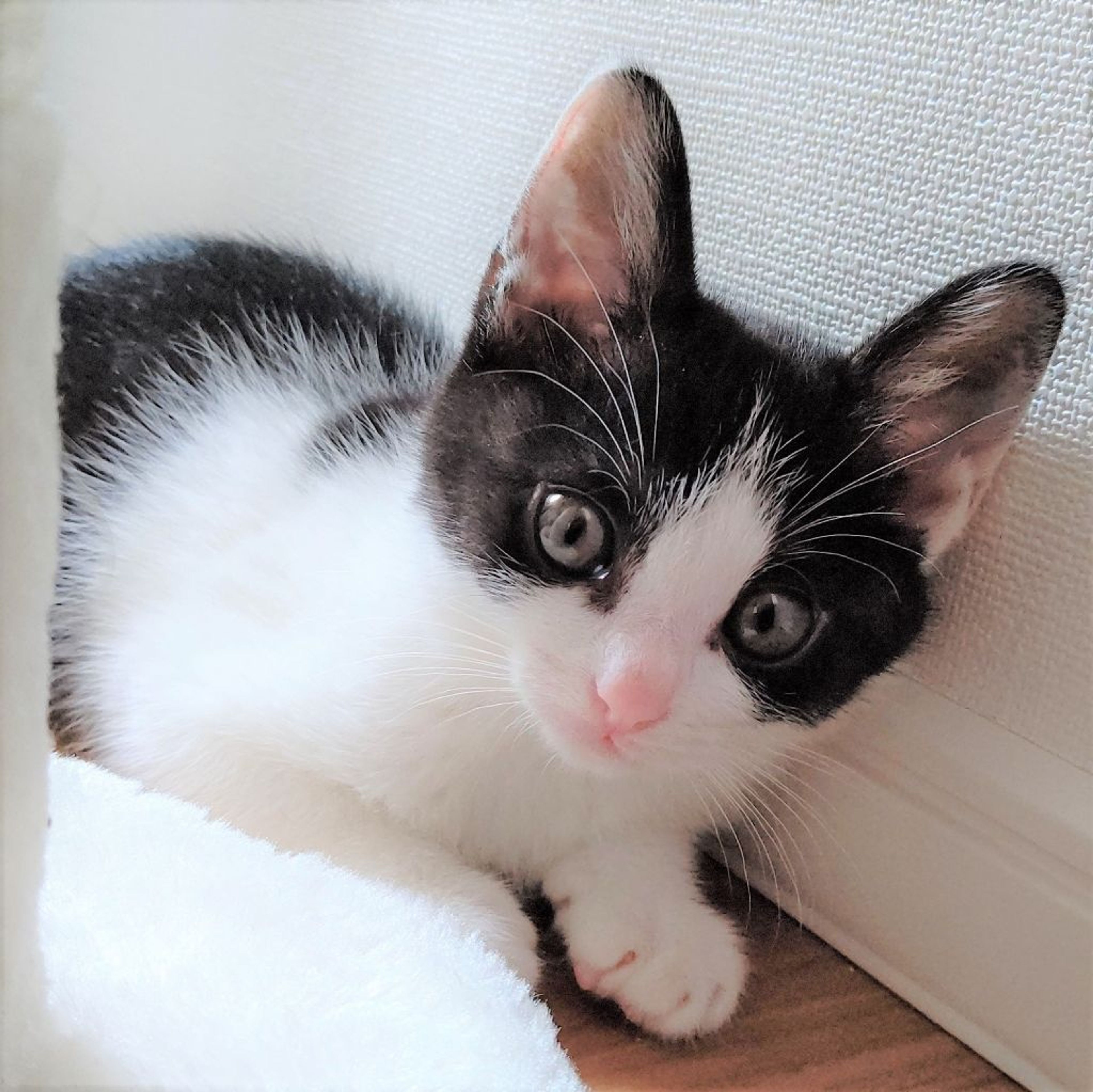 雑種（ミックス猫）・メスの里親募集の写真