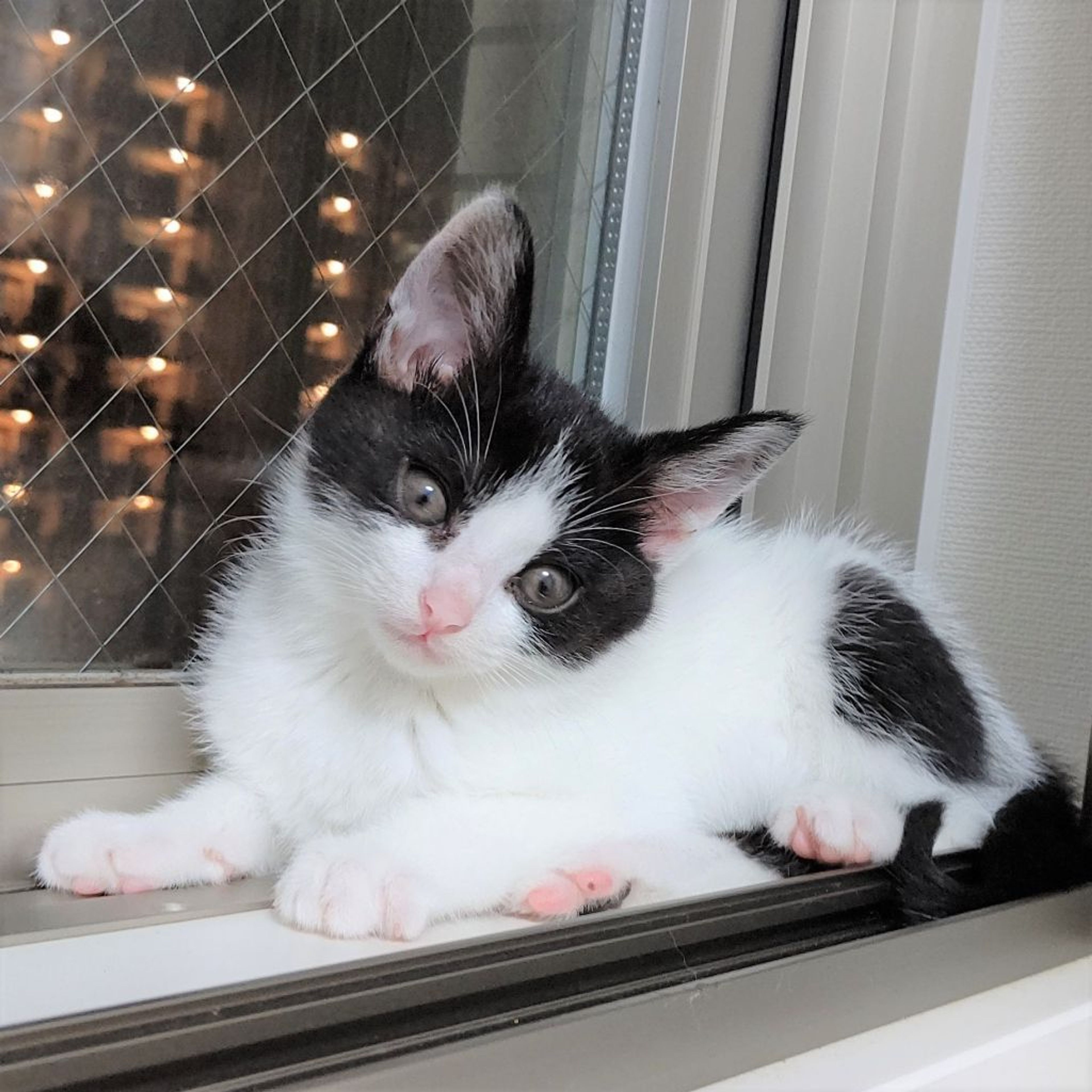 pet-image-2