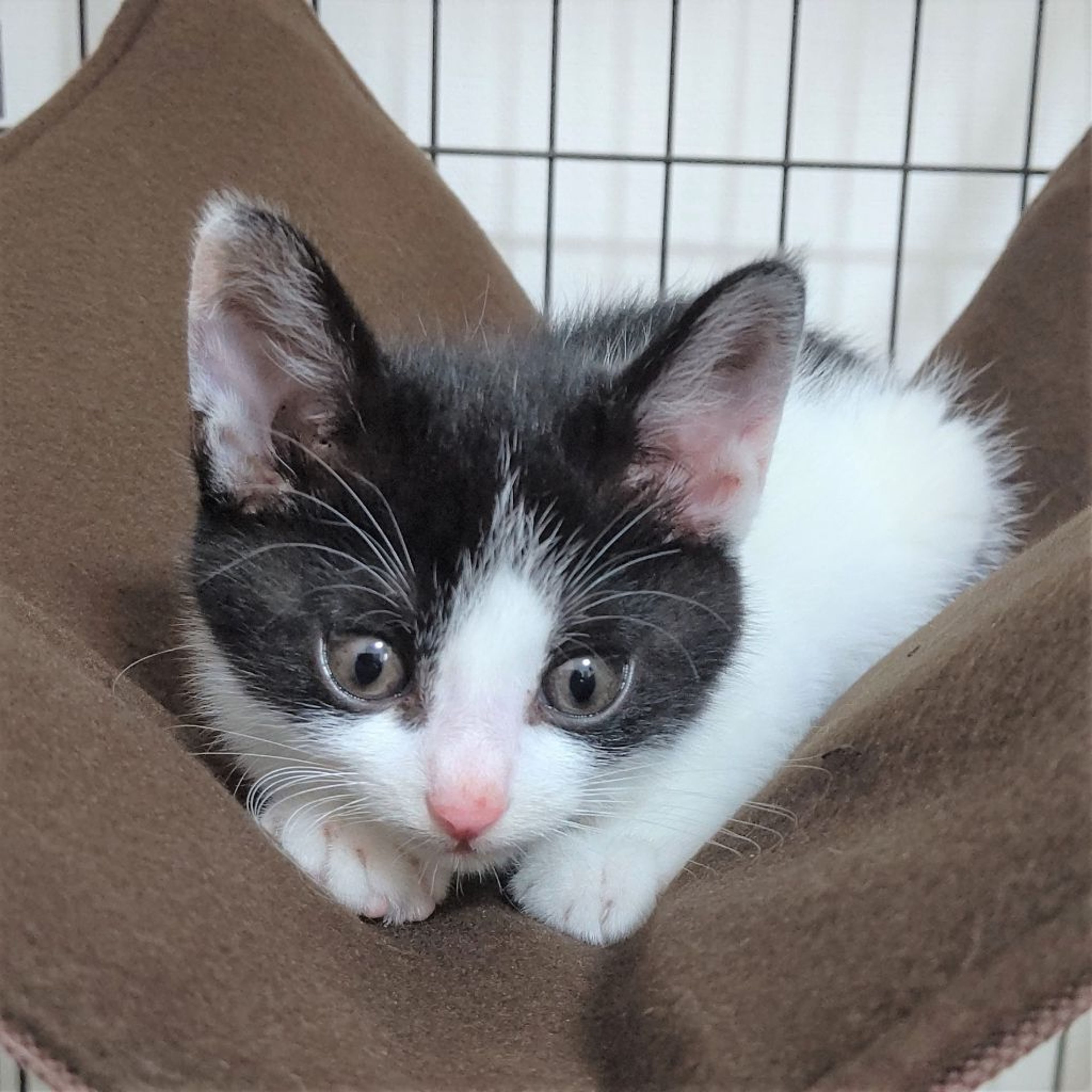 pet-image-3