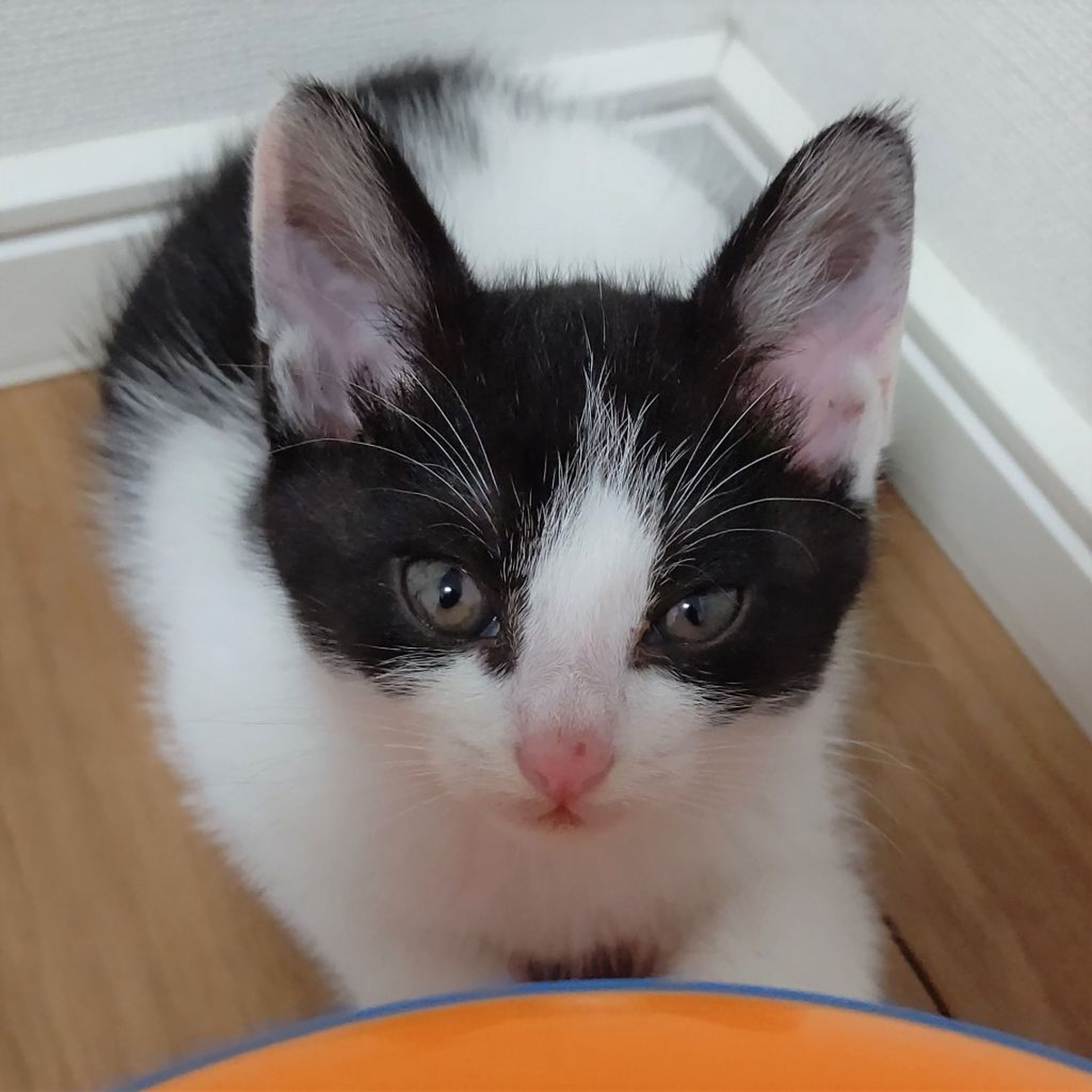 pet-image-4