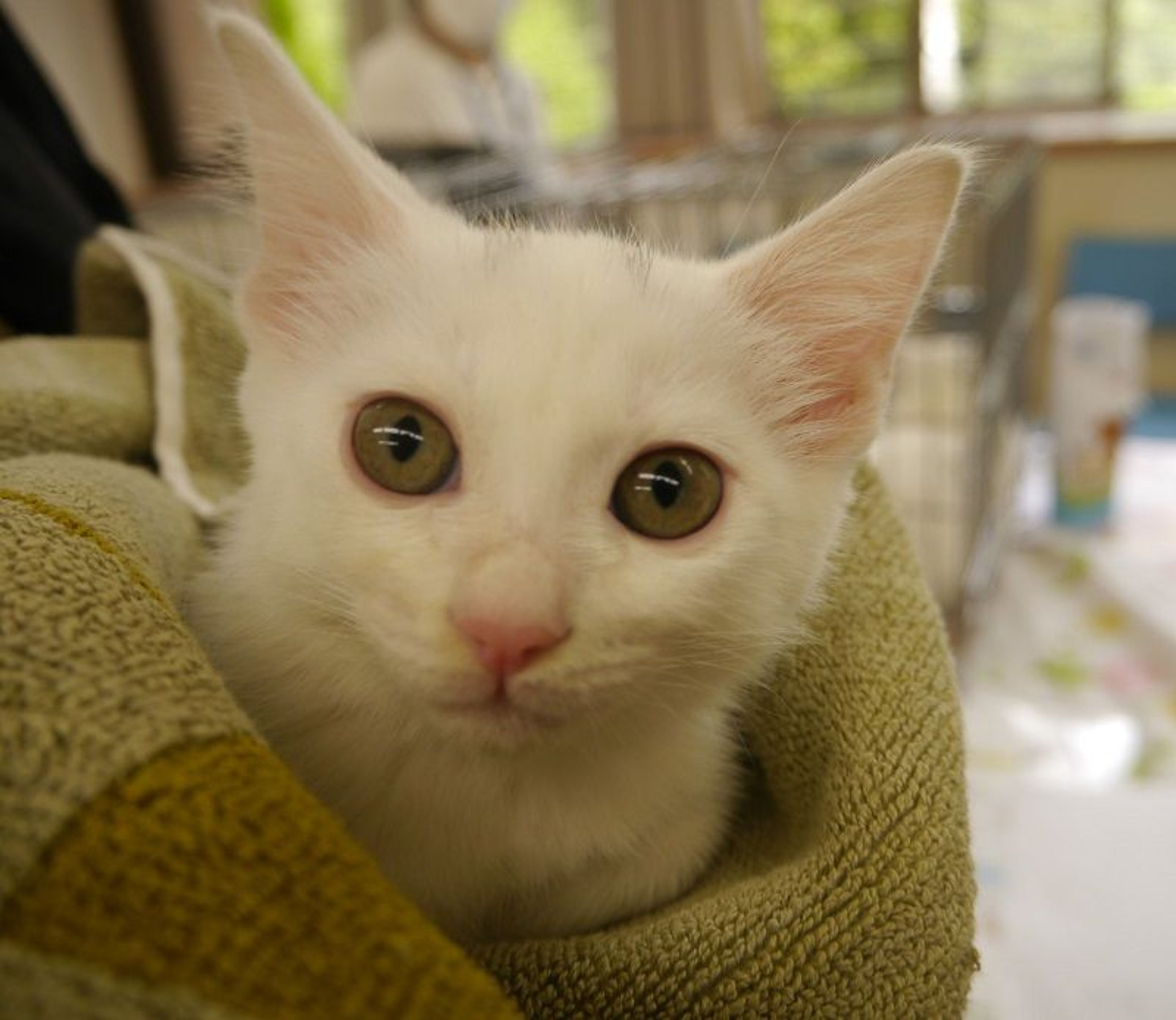 雑種（ミックス猫）・メスの里親募集の写真