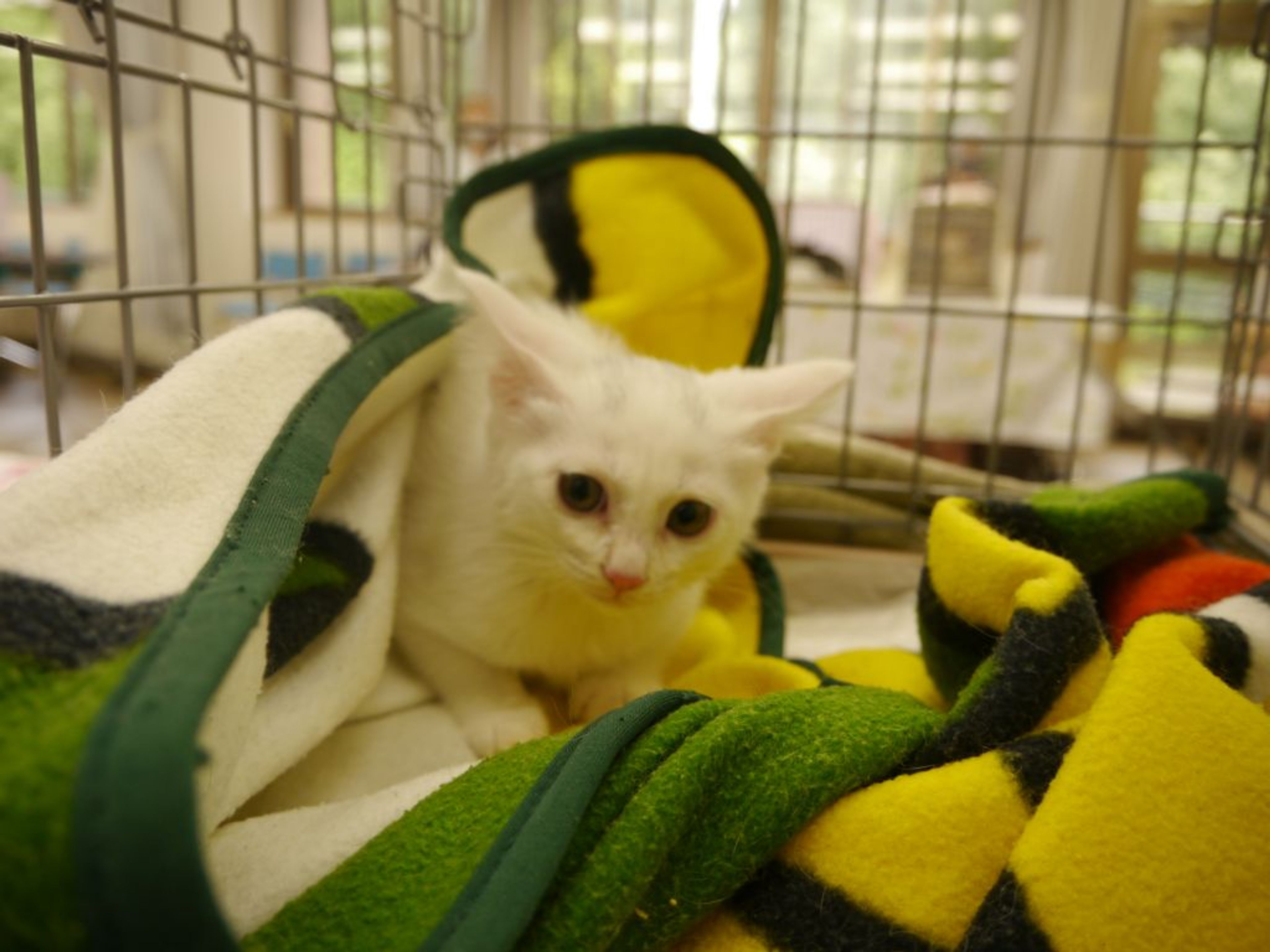 pet-image-2